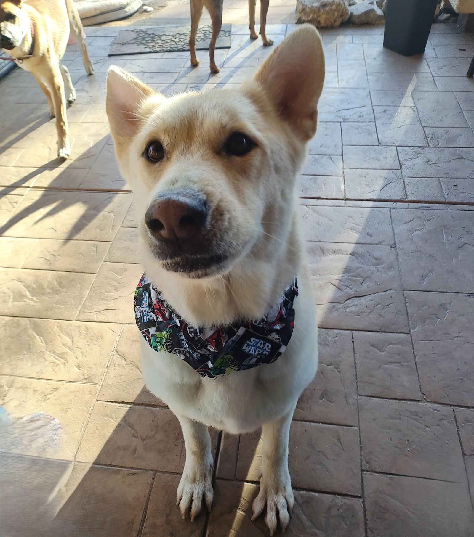 Beauty, a Adopted mixed breed image 2/3