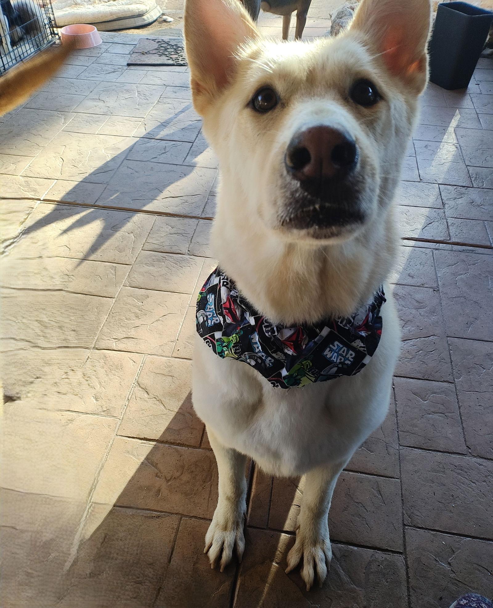 Beauty, a Adopted mixed breed image 3/3