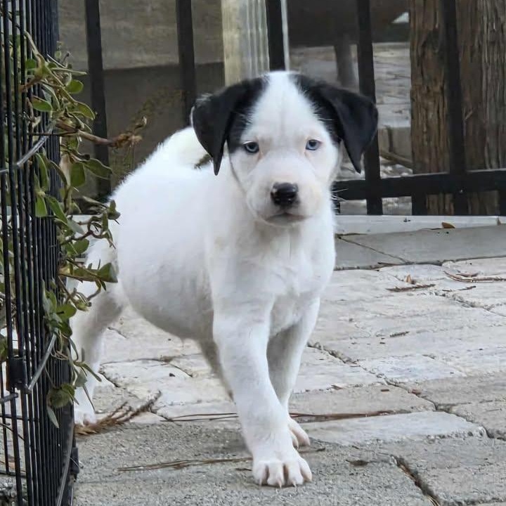 Enlarge Simon, a ADOPTABLE mixed breed in Calabash, NC image 1/5