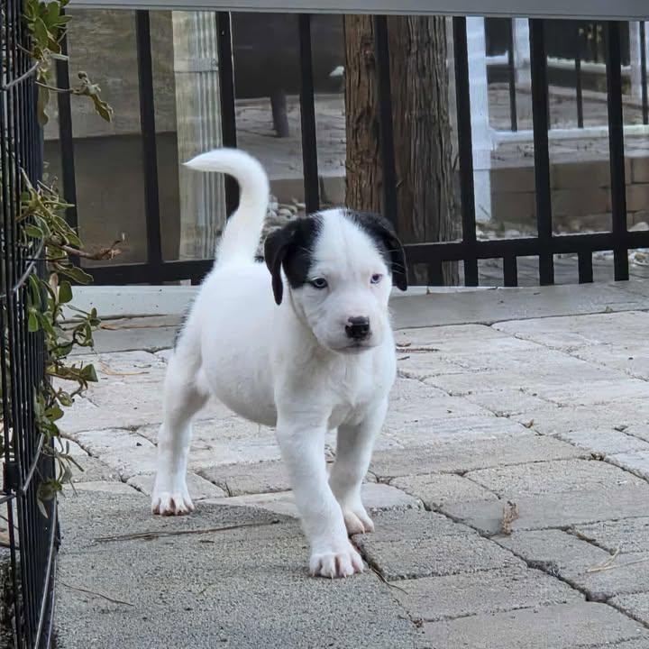 Enlarge Simon, a ADOPTABLE mixed breed in Calabash, NC image 3/5