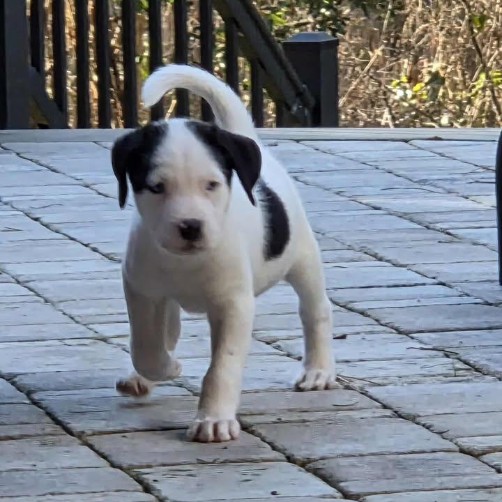 Enlarge Simon, a ADOPTABLE mixed breed in Calabash, NC image 5/5