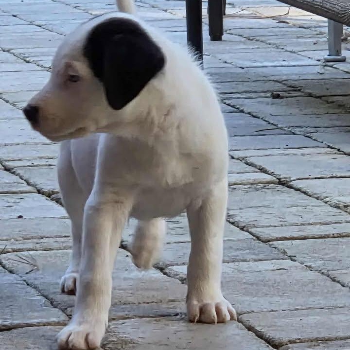 Enlarge Simon, a ADOPTABLE mixed breed in Calabash, NC image 4/5