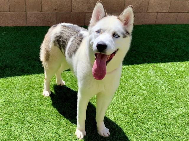 Enlarge SAVE ME PLEASE! Monique #A549691, an adopted mixed breed in San Marcos, CA image 1/1