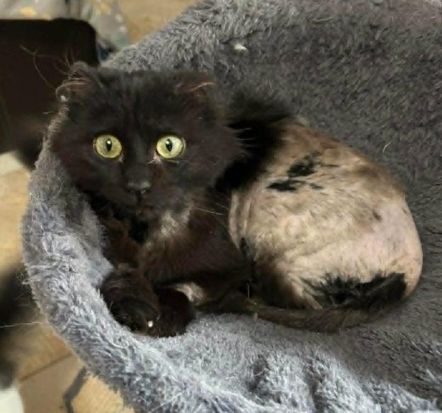 Carly, ADOPTABLE, Kitten Female Domestic Medium Hair.