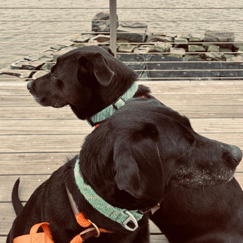 Siri, Adoptable, Senior Female Labrador Retriever & Labrador Retriever.