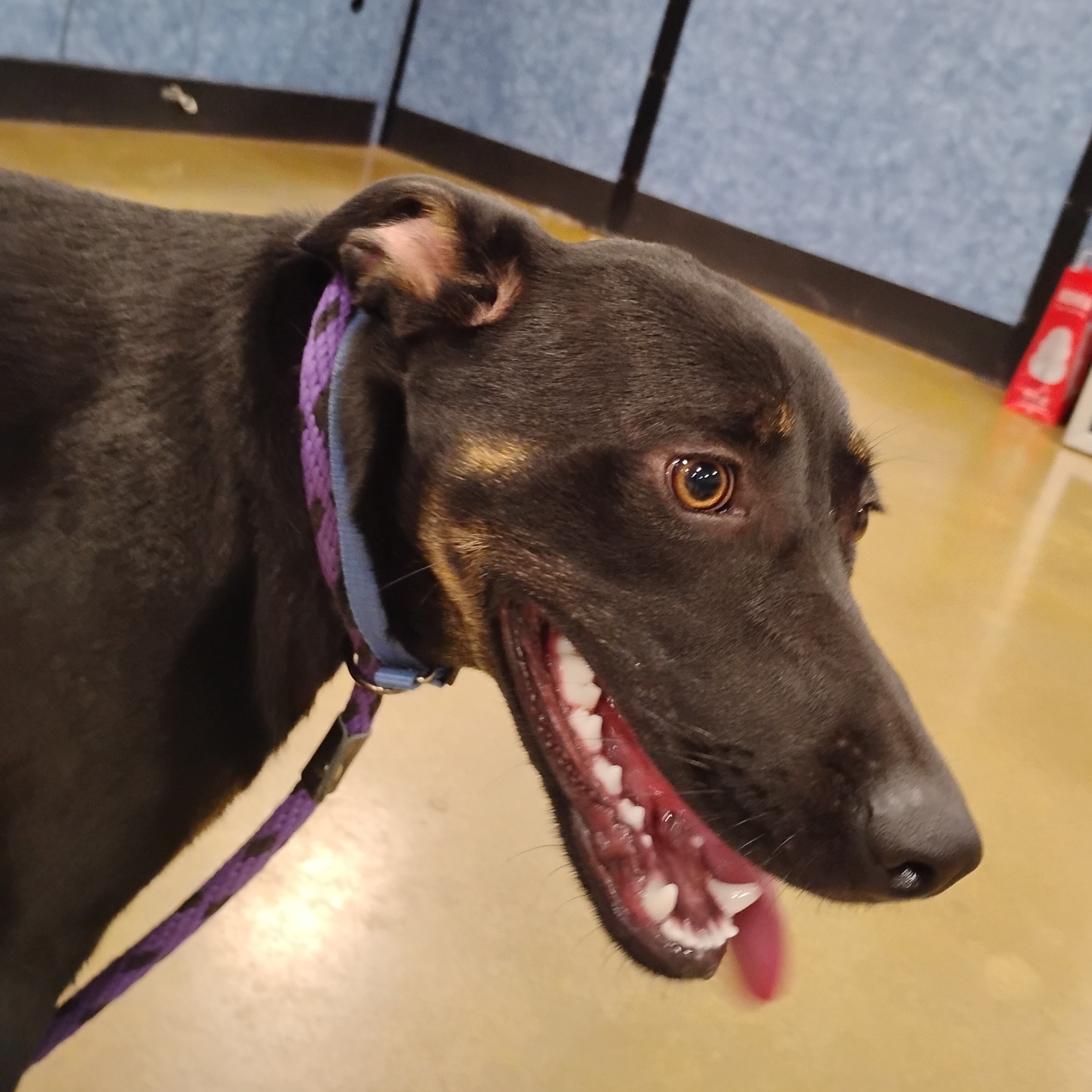 Peanut, Adoptable, Young Male German Shepherd Dog.