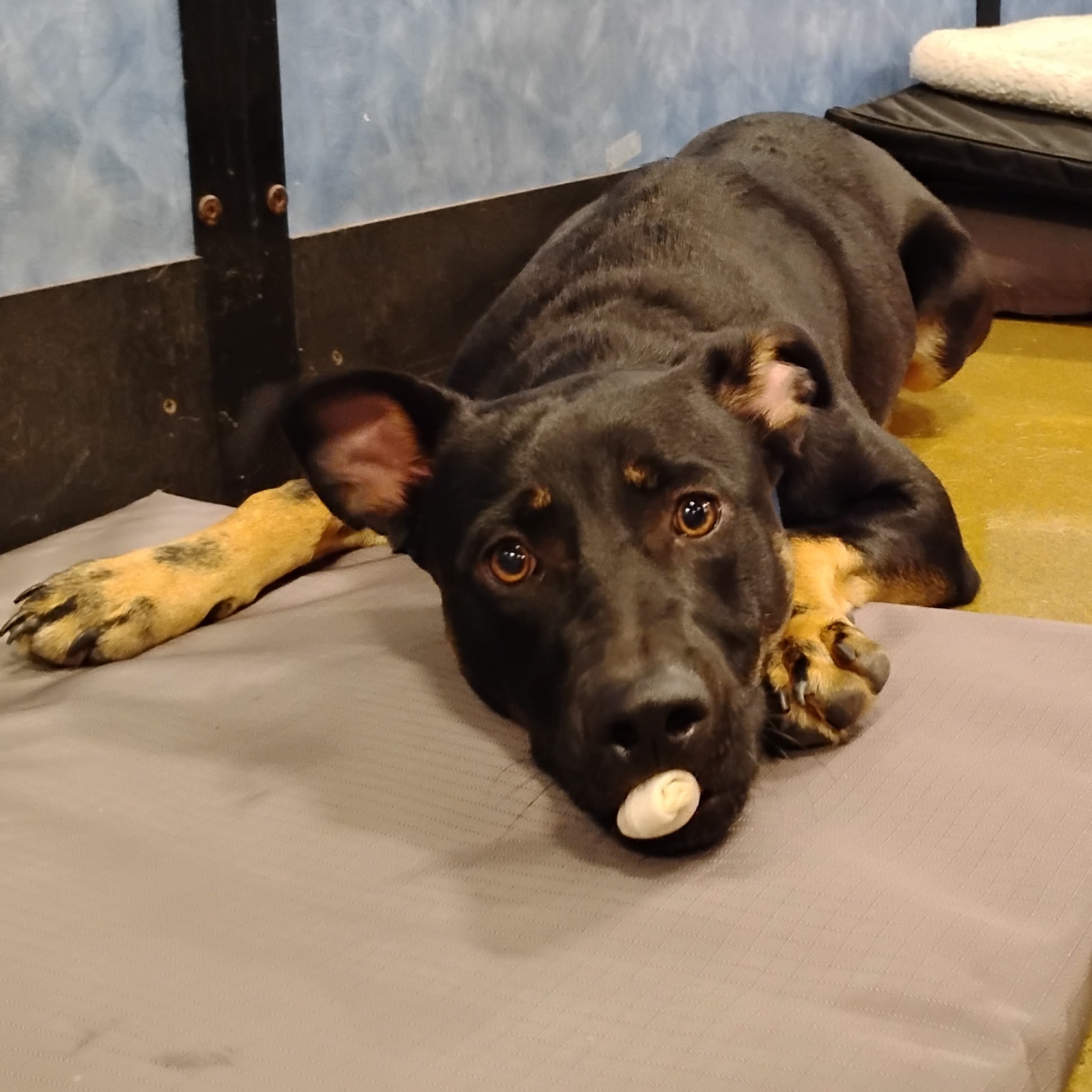 Enlarge Peanut, a Adoptable mixed breed in Tulsa, OK image 2/3