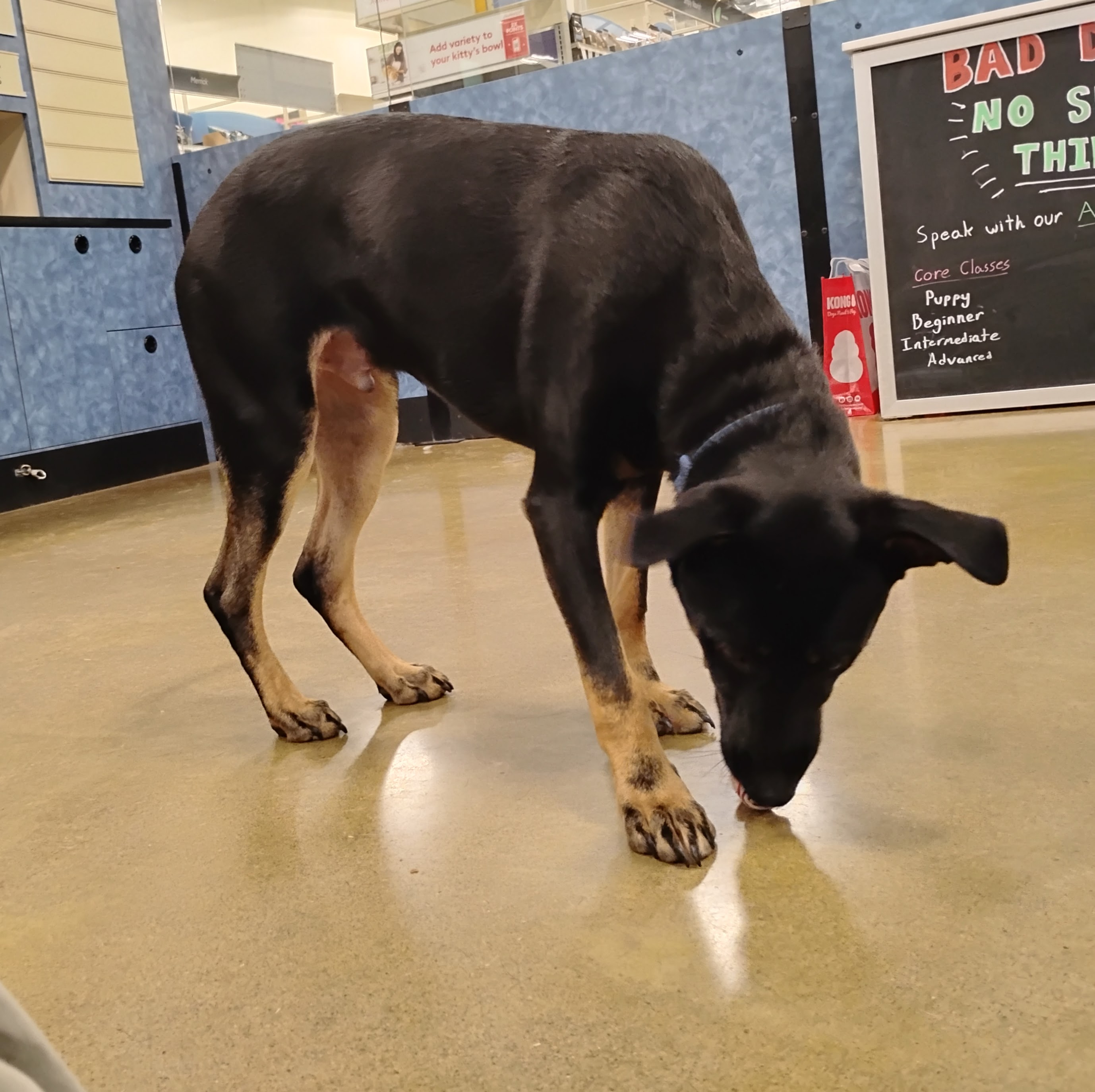 Enlarge Peanut, a Adoptable mixed breed in Tulsa, OK image 3/3