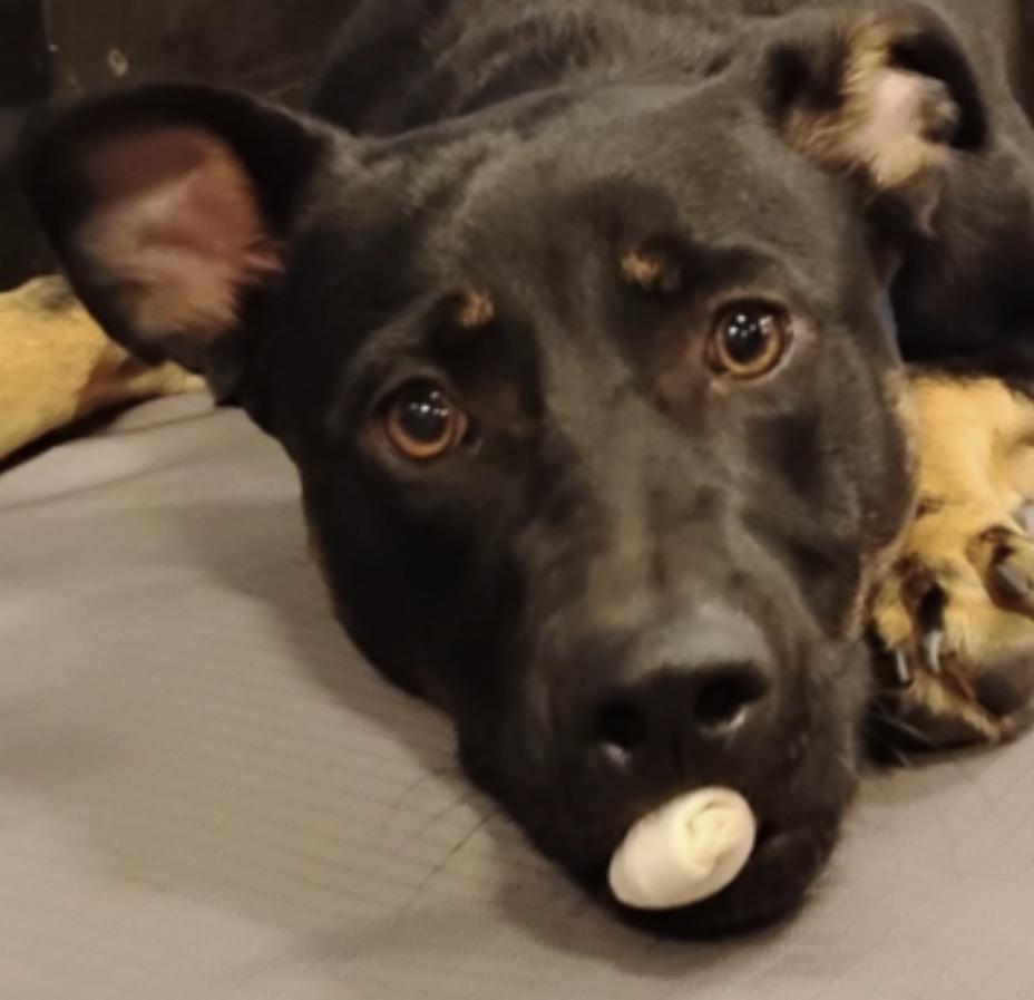 Peanut, Adoptable, Young Male German Shepherd Dog.