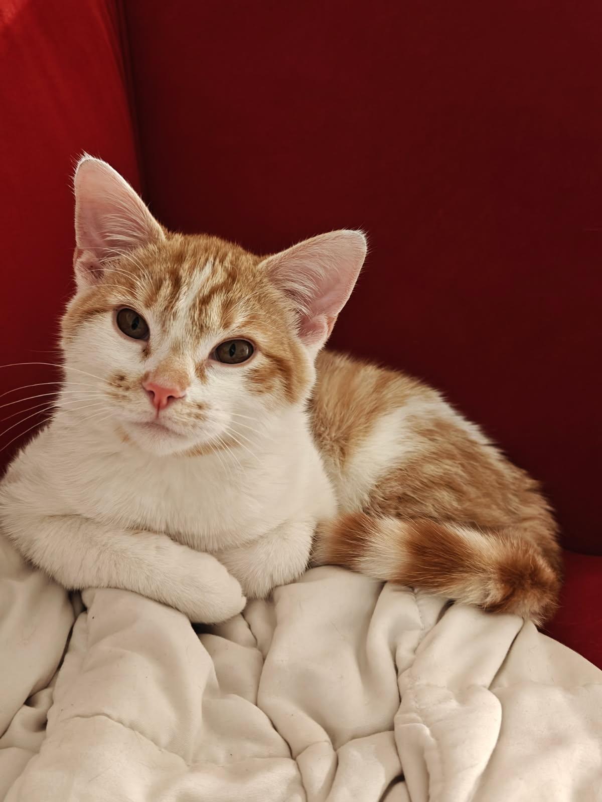 Miushang (gentle, lap cat, cuddle bug), adoptable, Young Male Tabby.