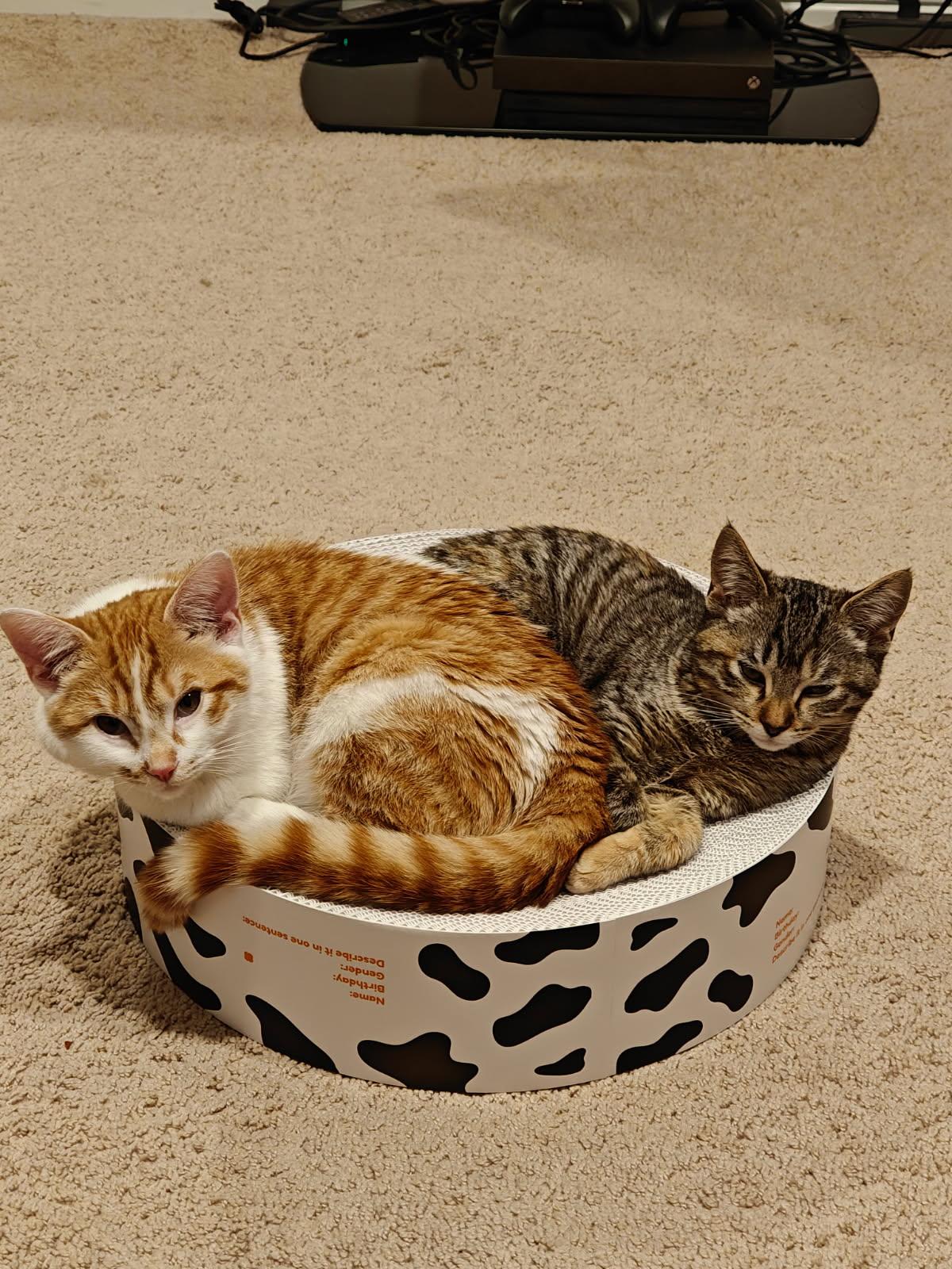 Enlarge Miushang (gentle, lap cat, cuddle bug), an adoptable mixed breed in San Jose, CA image 3/3