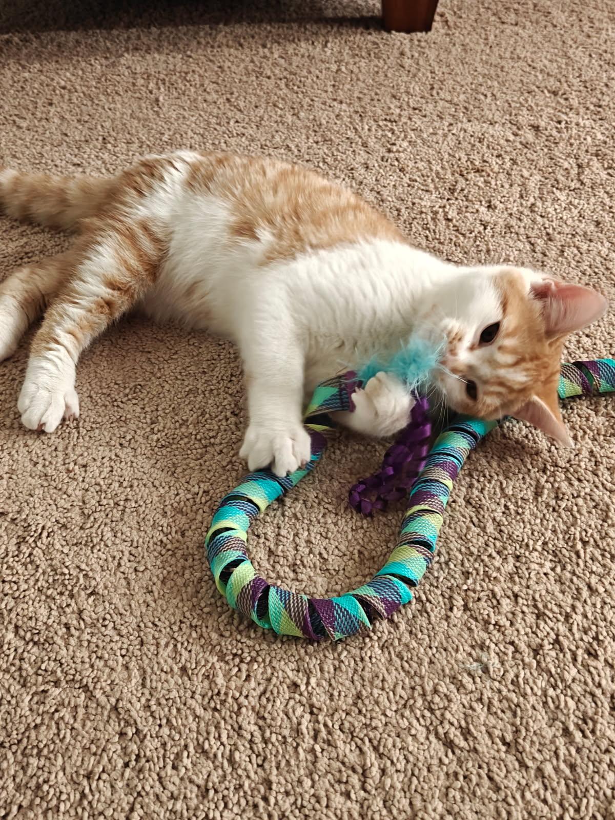 Enlarge Miushang (gentle, lap cat, cuddle bug), an adoptable mixed breed in San Jose, CA image 2/3