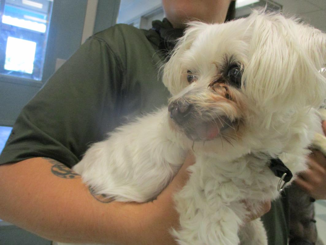 Fosters desperately needed, Adoptable, Adult Female Maltese.