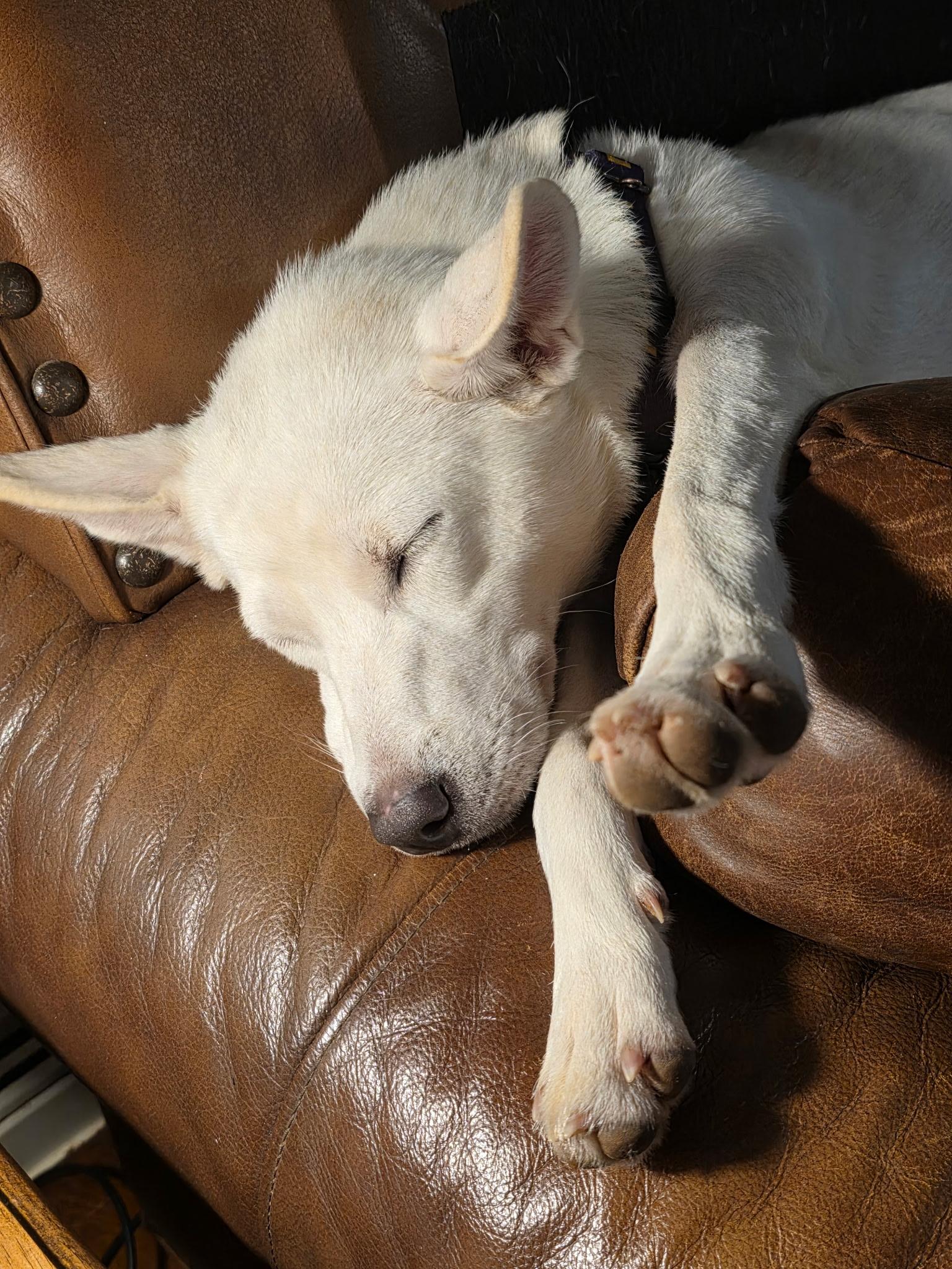 Nora w/ VIDEO, a Adoptable Husky in Winston Salem, NC image 3/5