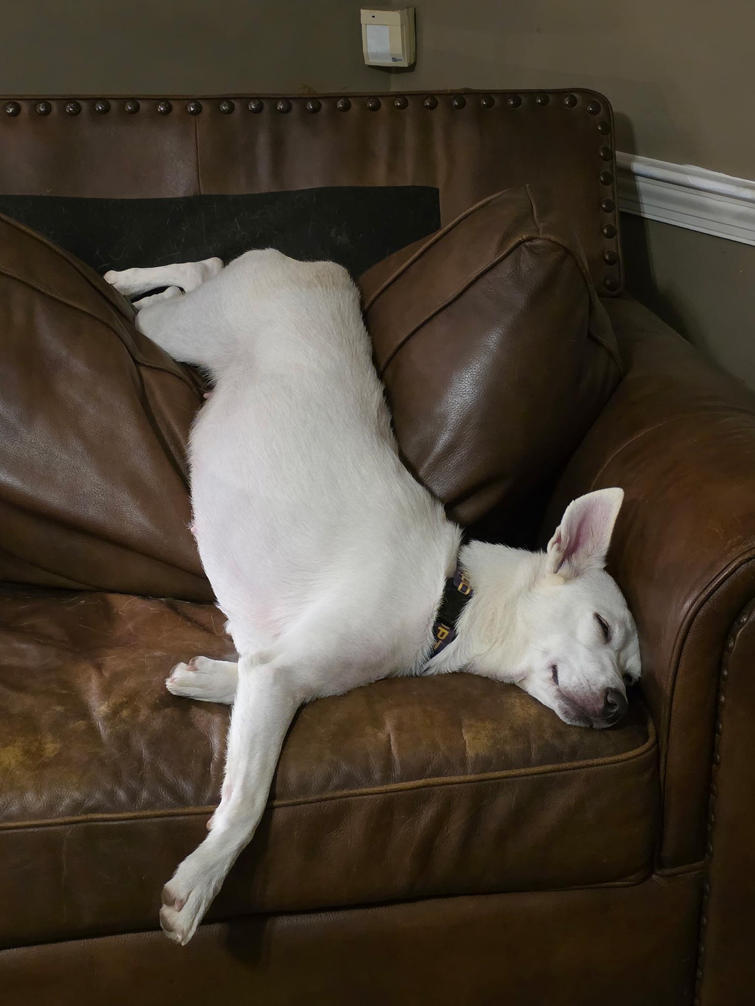 Nora w/ VIDEO, a Adoptable Husky in Winston Salem, NC image 4/5