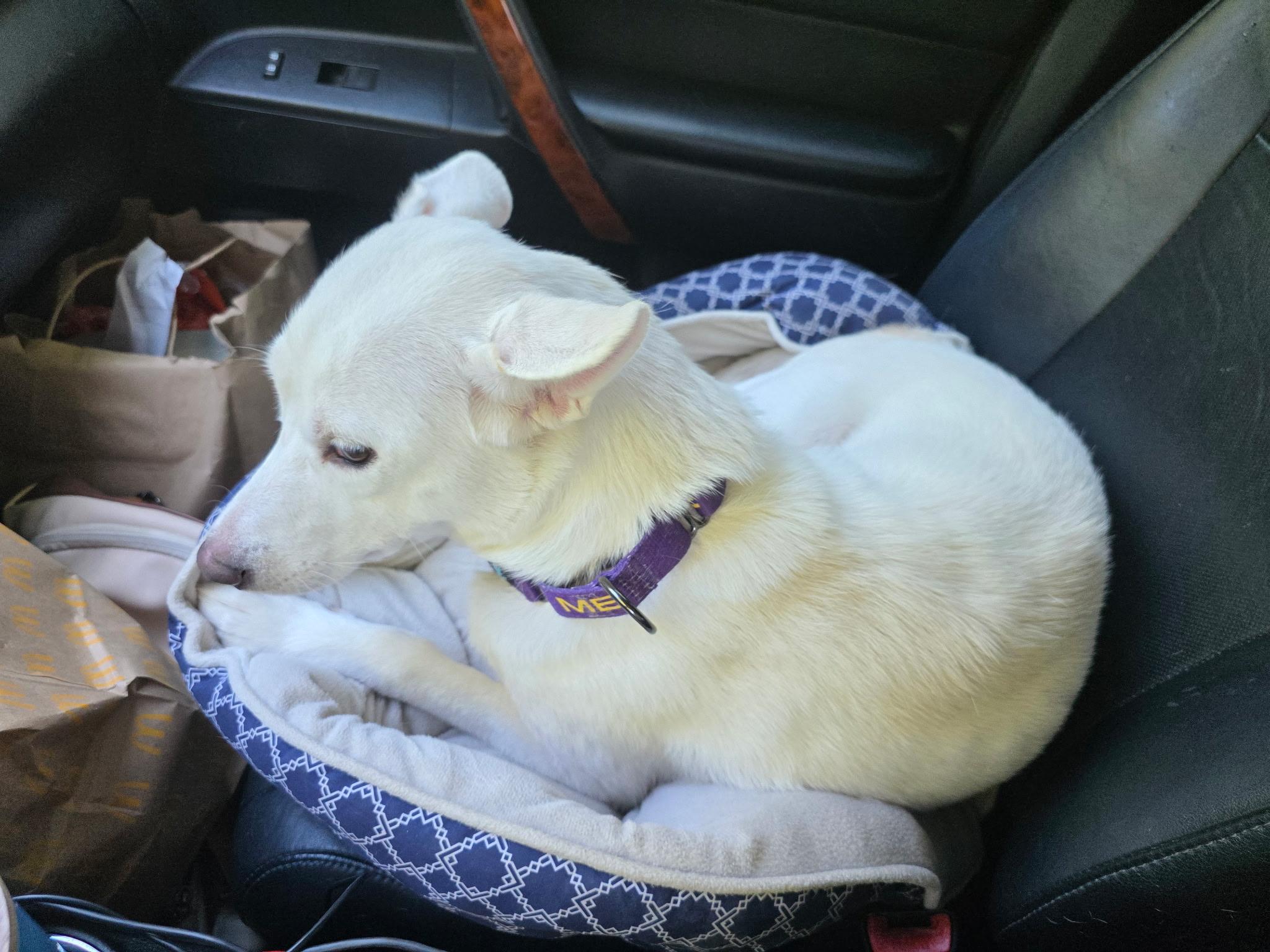 Nora w/ VIDEO, a Adoptable Husky in Winston Salem, NC image 5/5