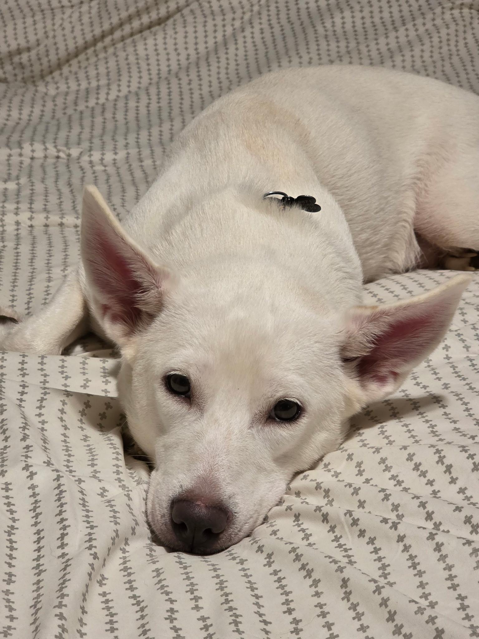 Nora w/ VIDEO, Adoptable, Young Female Husky.