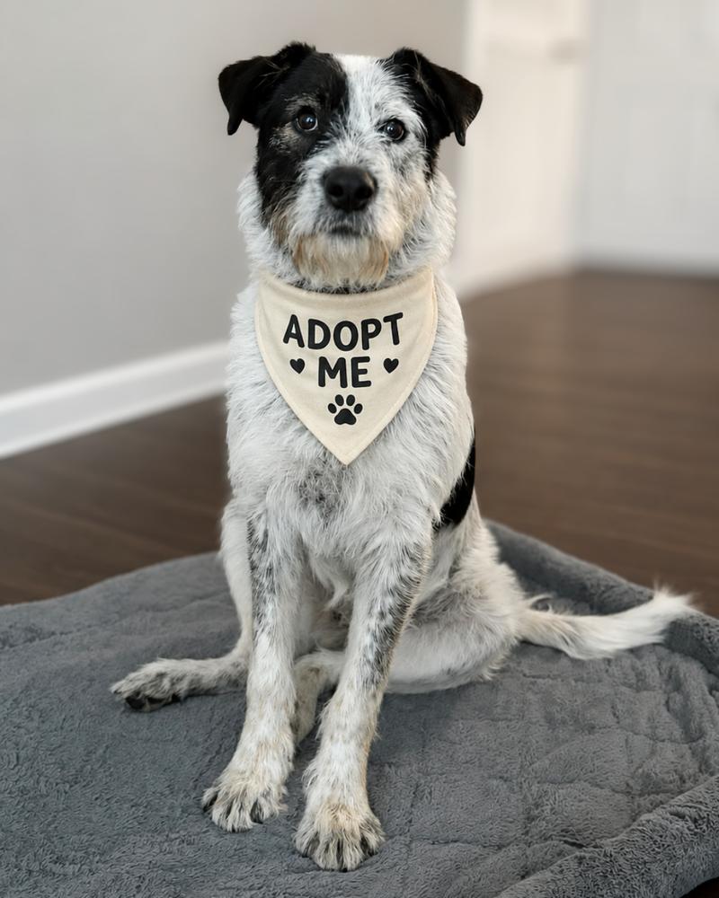 Enlarge McLuvin, a Adoptable mixed breed in Wayne, NJ image 4/5