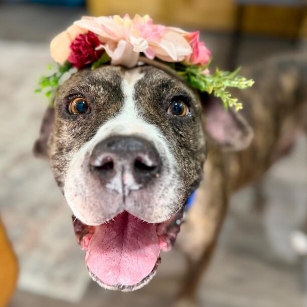 Ann Marie Wiggle Butt Wonderful — thumbnail 2