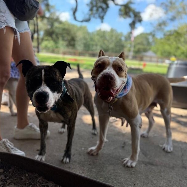 Ann Marie Wiggle Butt Wonderful — thumbnail 3