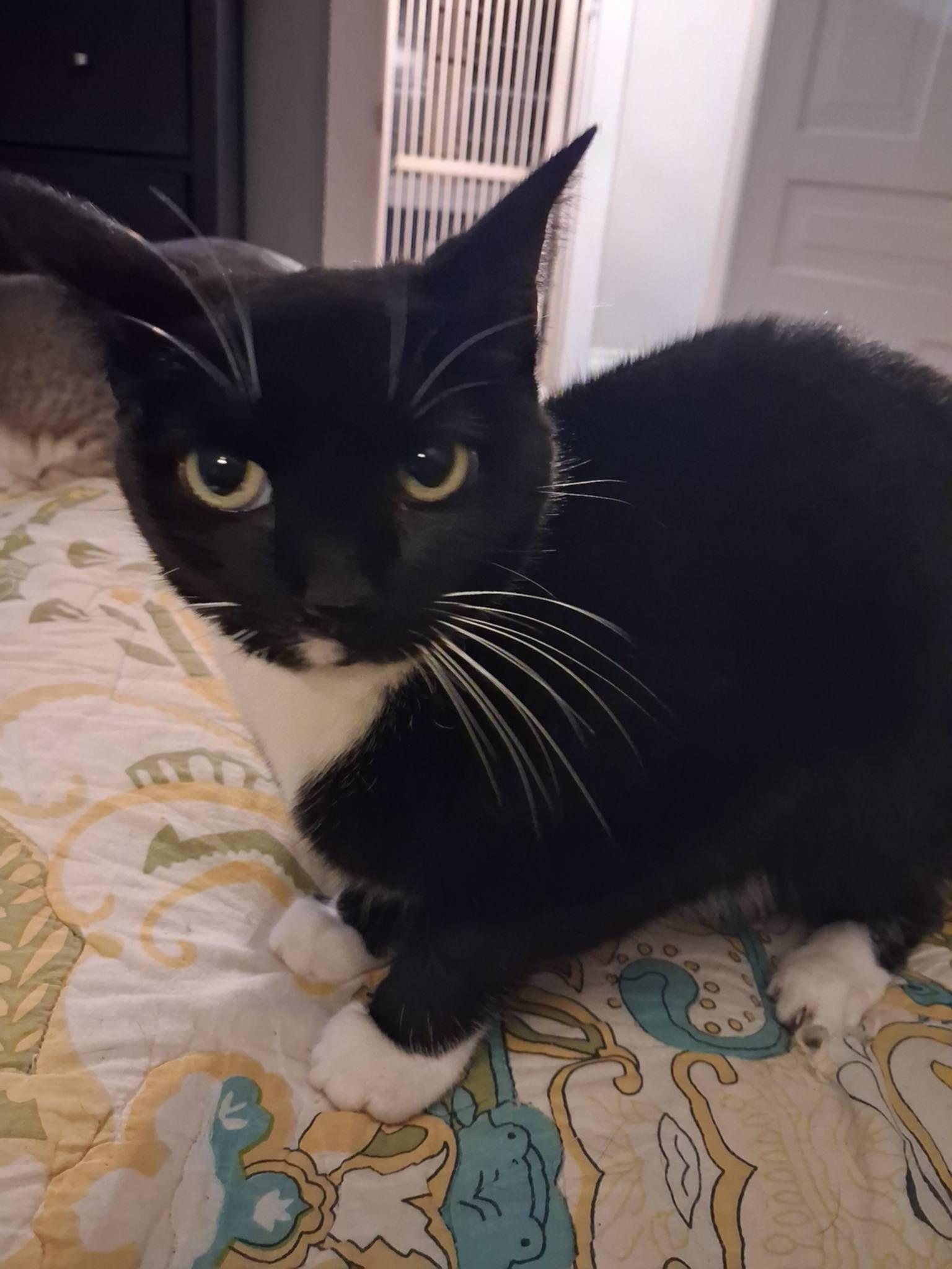 Lucy, ADOPTABLE, Young Female Tuxedo.