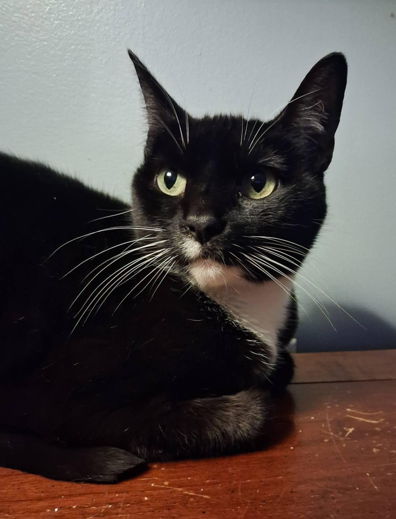 Enlarge Lucy, a ADOPTABLE Tuxedo in Conover, NC image 2/2