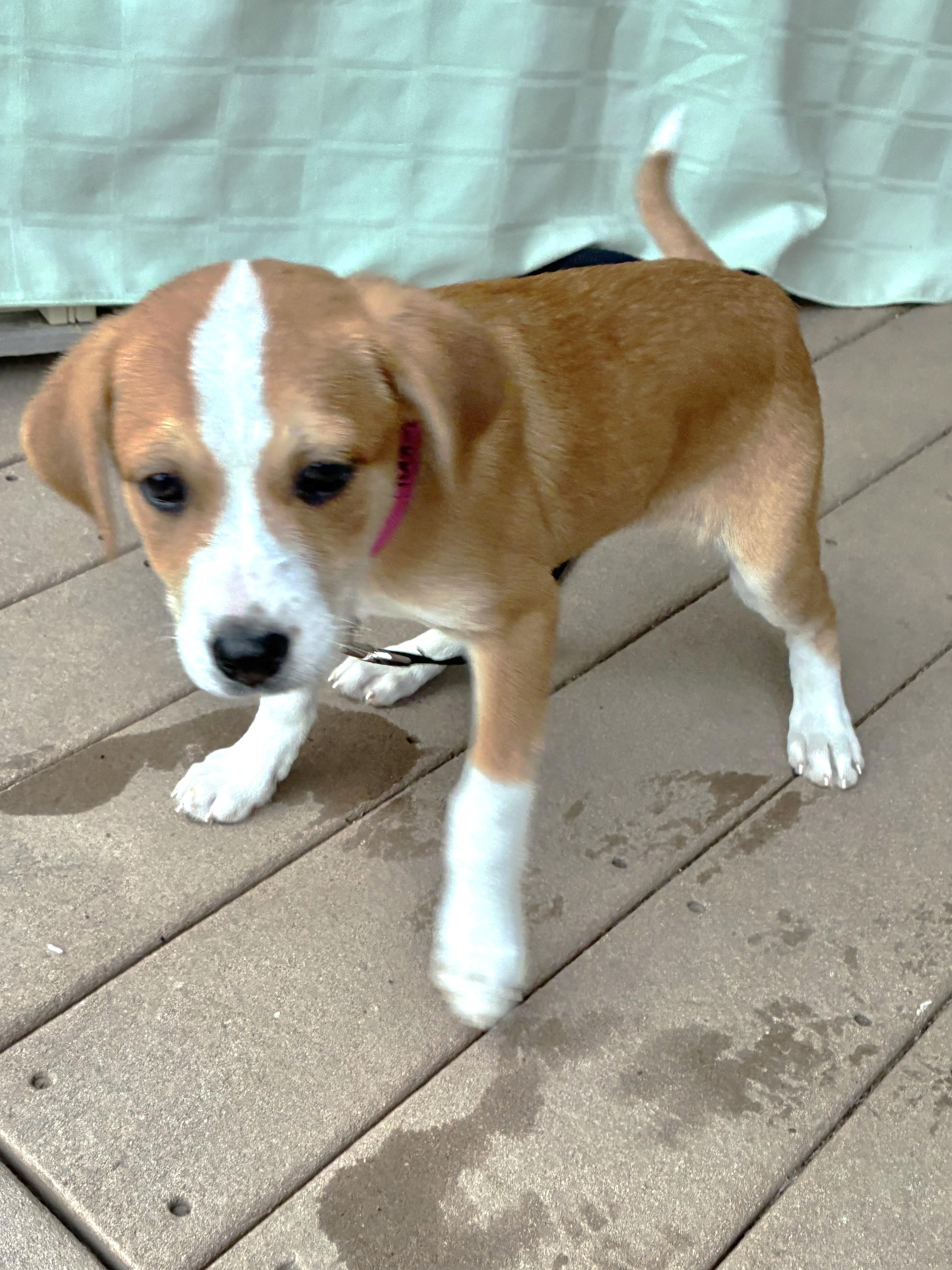 Sonnet, an adopted mixed breed in West Chicago, IL image 2/3