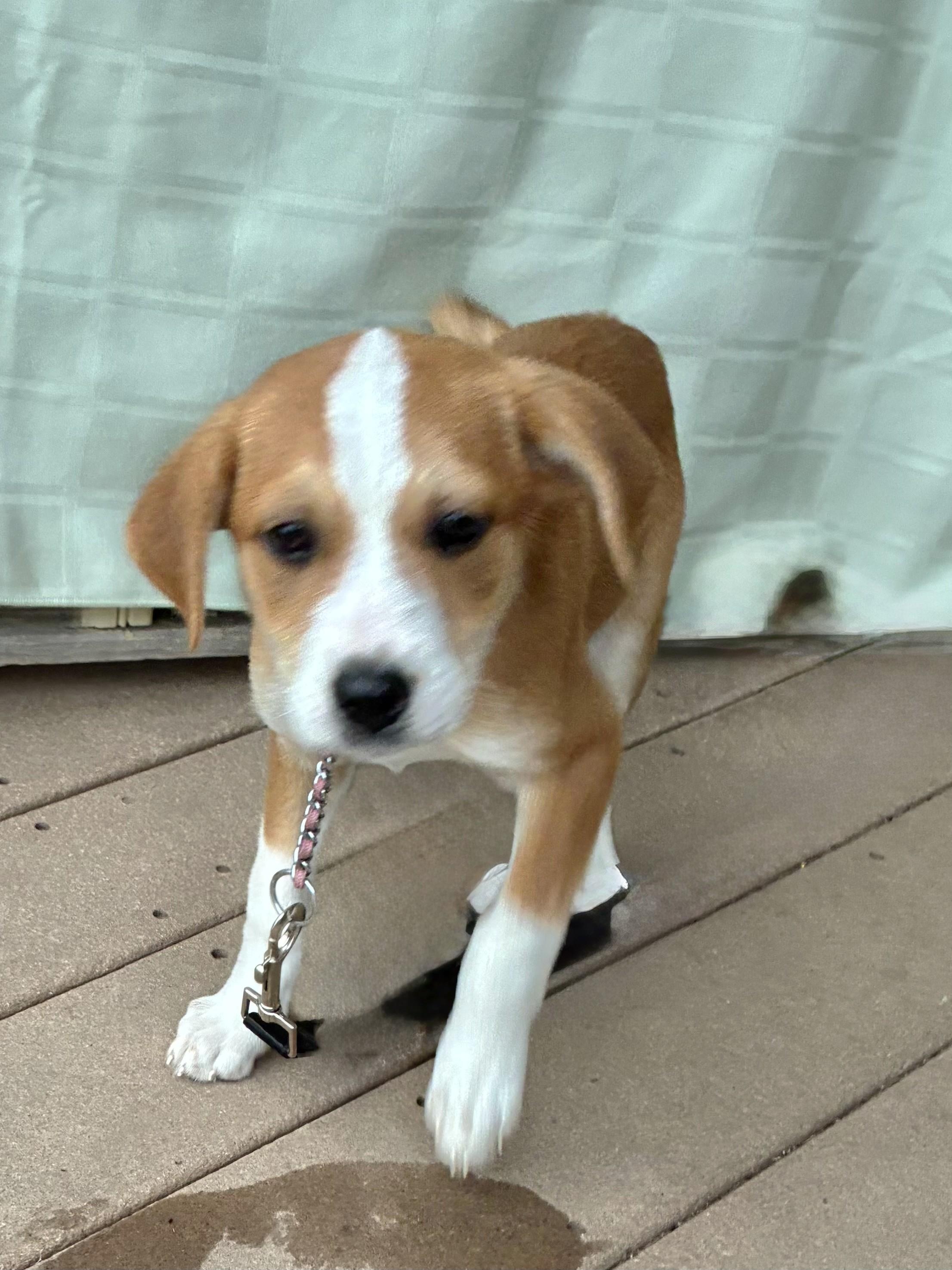 Sonnet, an adopted mixed breed in West Chicago, IL image 3/3