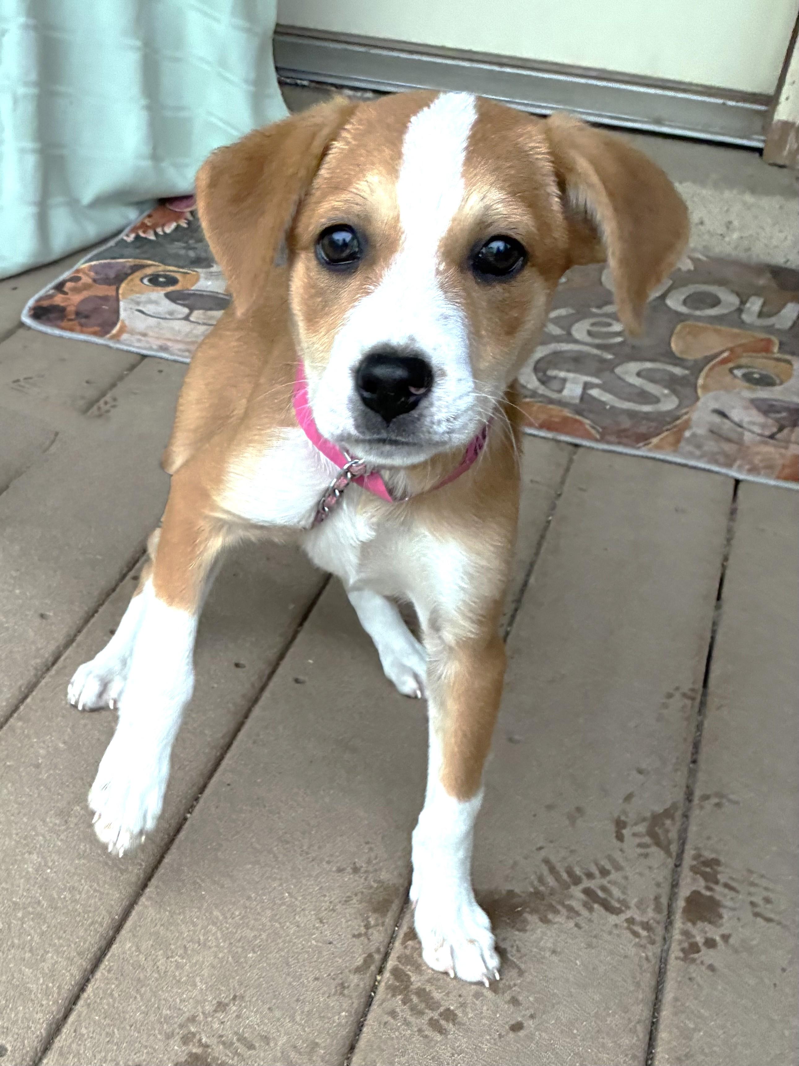 Sonnet, adopted, Puppy Female Labrador Retriever & Terrier.