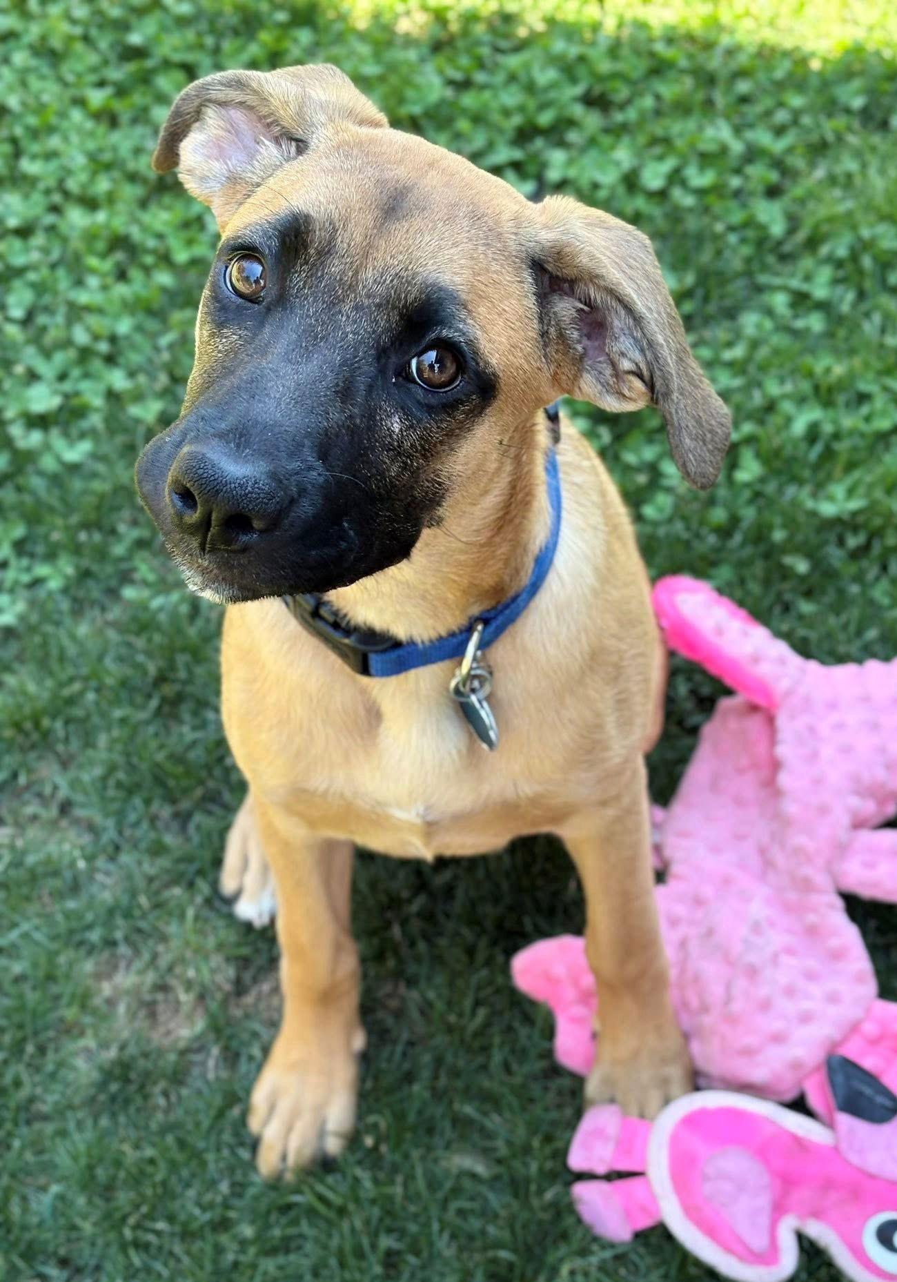 Bailey, Adopted, Puppy Female Boxer.