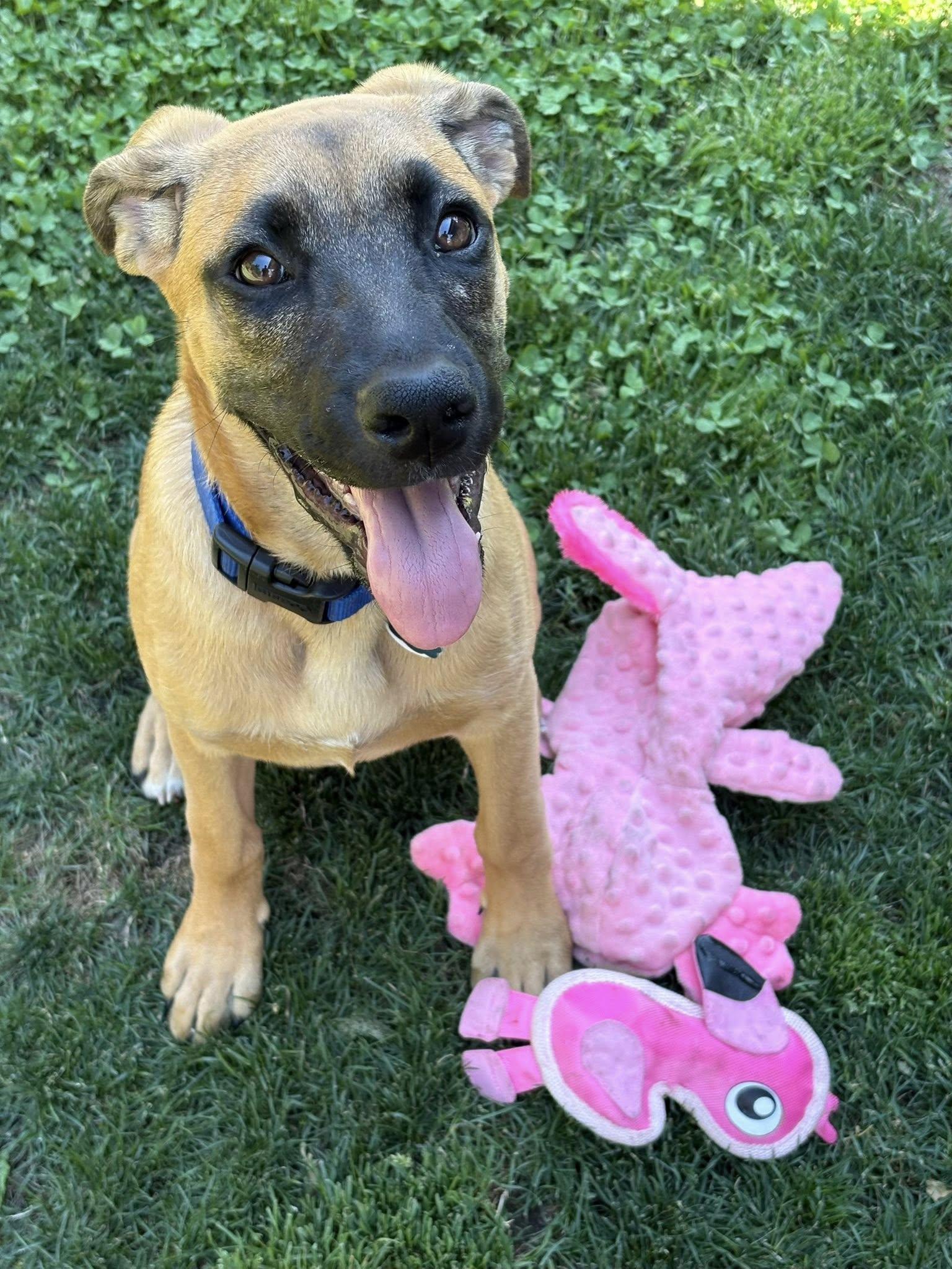Enlarge Bailey, a Adopted Boxer in Stanwood, WA image 2/3