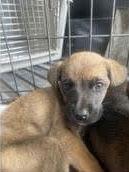 Enlarge Bailey, a Adopted Boxer in Stanwood, WA image 3/3