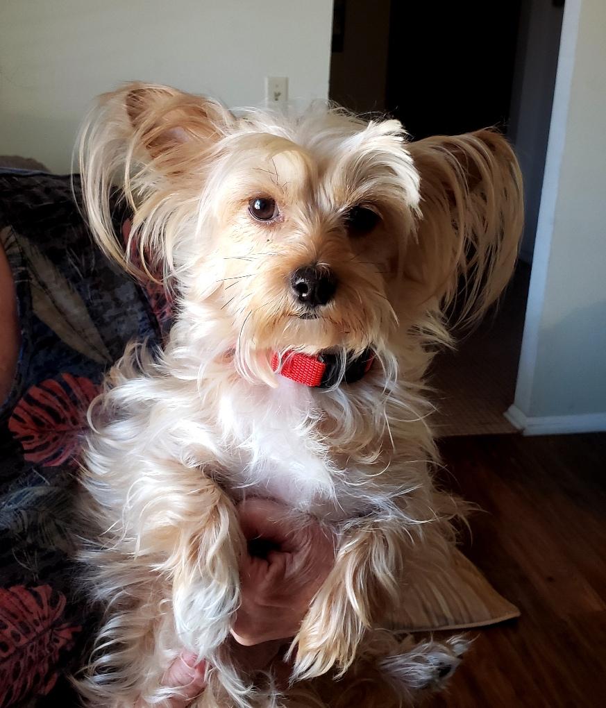 Molly - Adoption Pending - 05 16 2026, a ADOPTABLE mixed breed in Norman, OK image 4/6