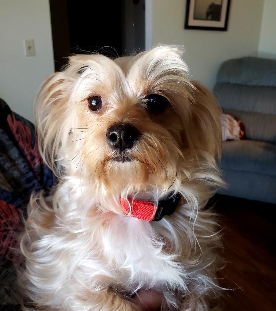 Molly - Adoption Pending - 05 16 2026, a ADOPTABLE mixed breed in Norman, OK image 2/6