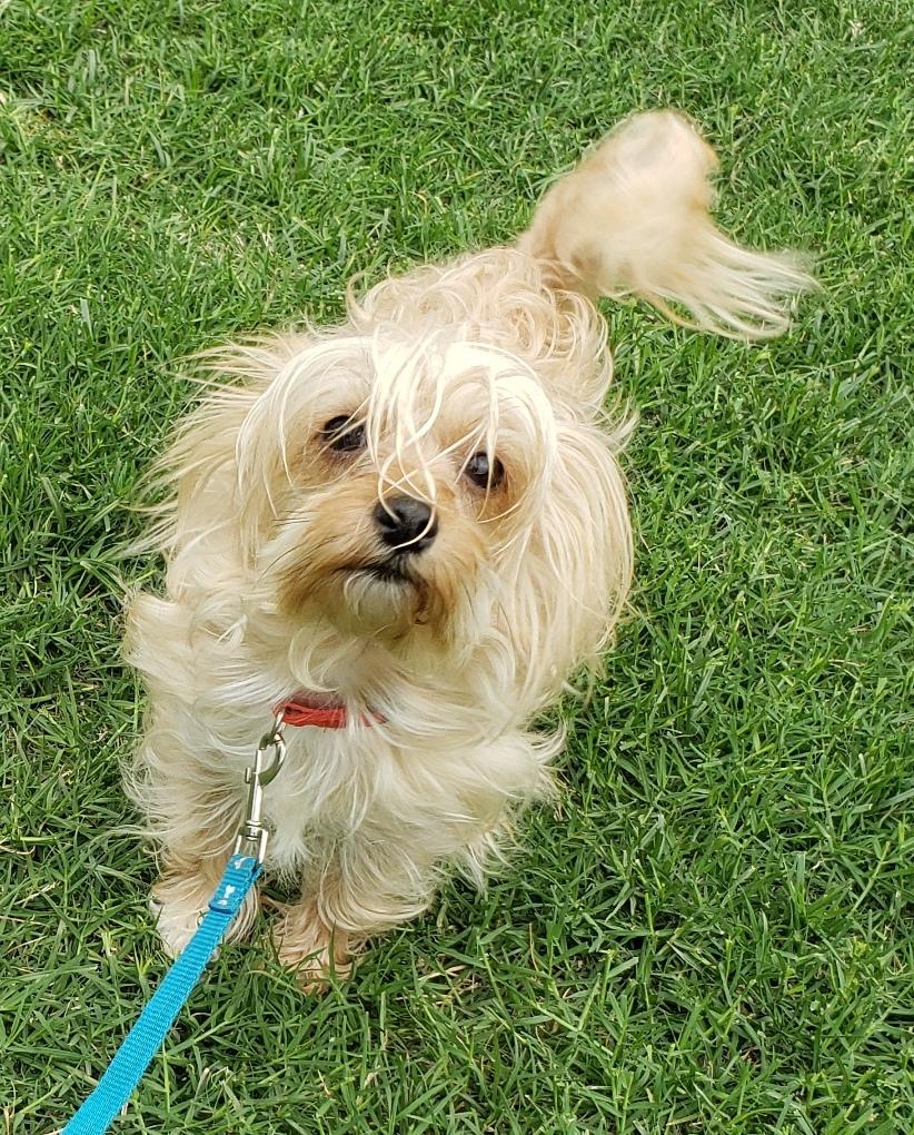 Molly - Adoption Pending - 05 16 2026, a ADOPTABLE mixed breed in Norman, OK image 5/6