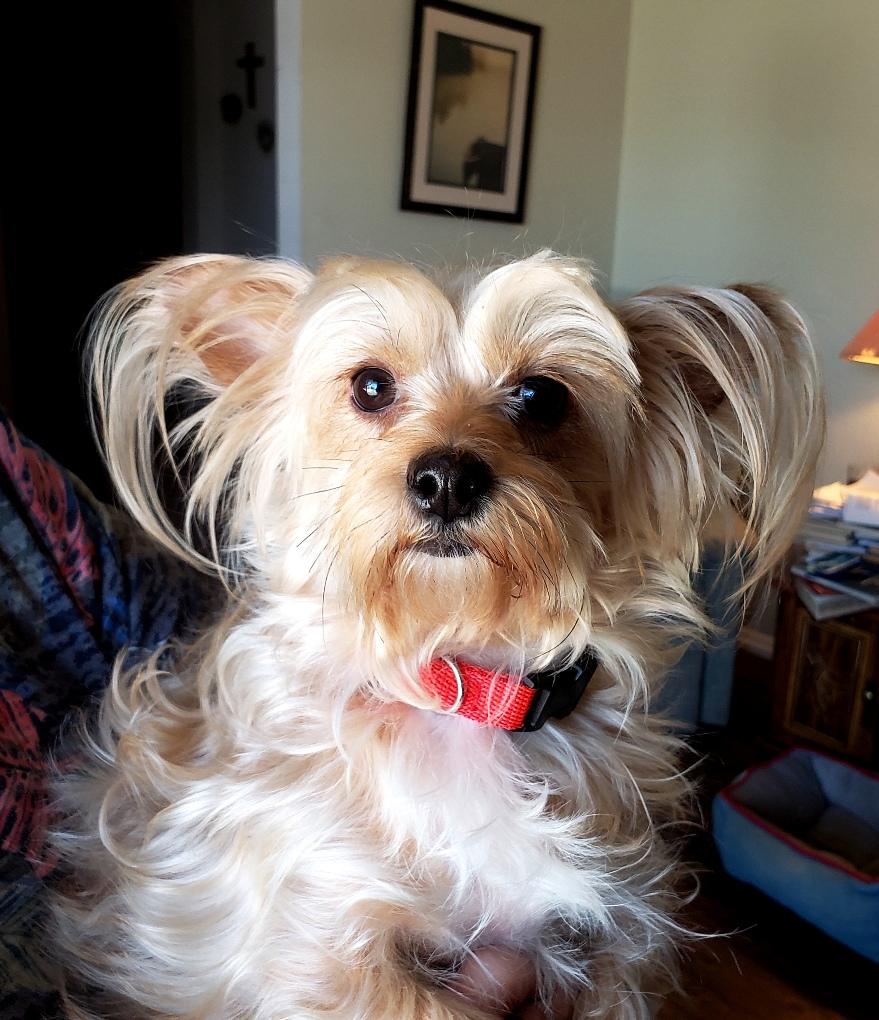 Molly - Adoption Pending - 05 16 2026, a ADOPTABLE mixed breed in Norman, OK image 3/6