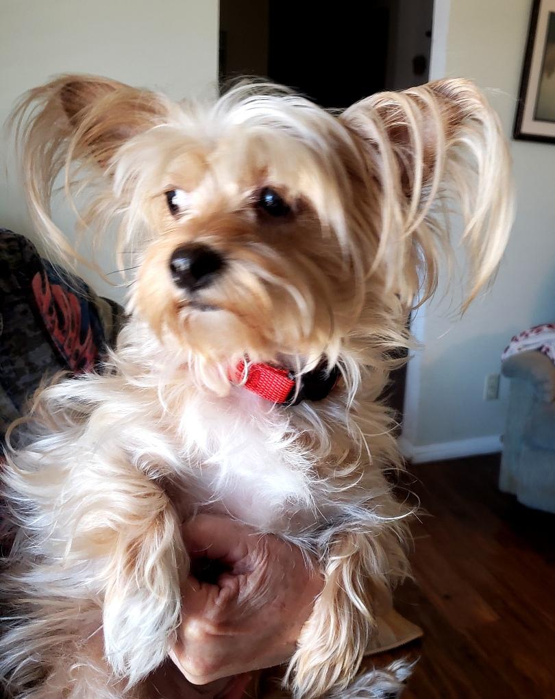 Molly - Adoption Pending - 05 16 2026, a ADOPTABLE mixed breed in Norman, OK image 1/6