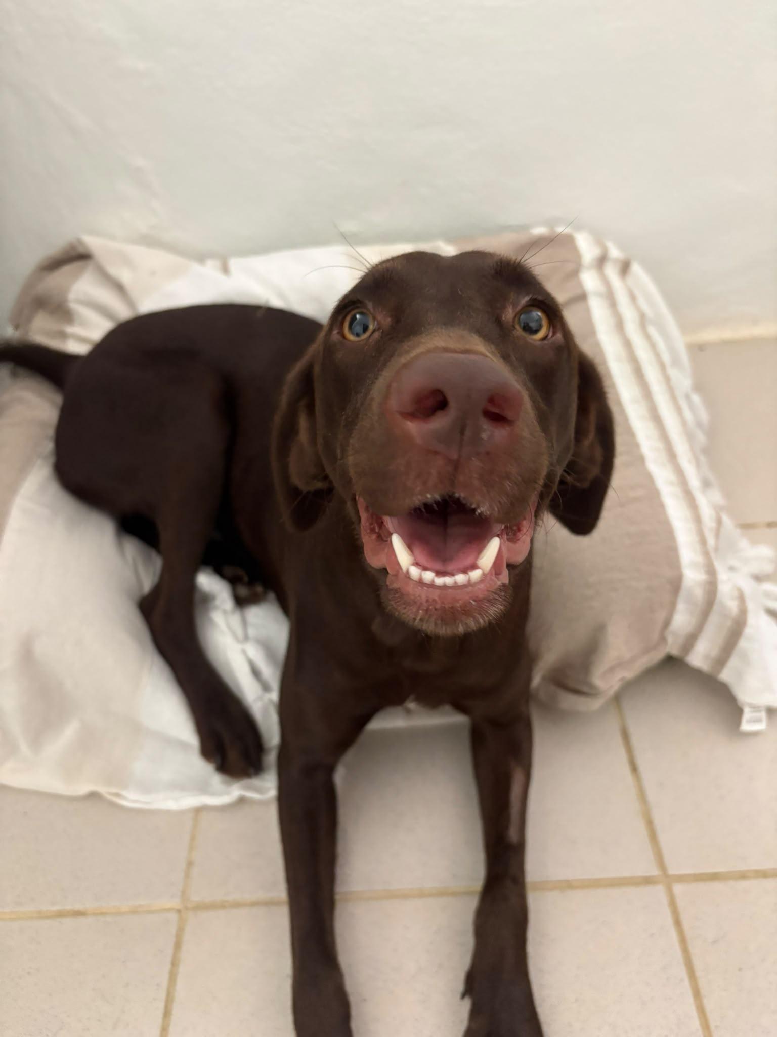 OLIVIA, Adoptable, Young Female Chocolate Labrador Retriever.