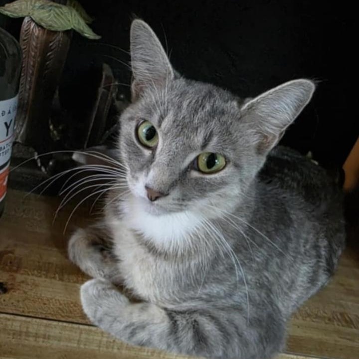 Enlarge Sweet Pea, an adopted Domestic Short Hair in Warr Acres, OK image 1/1