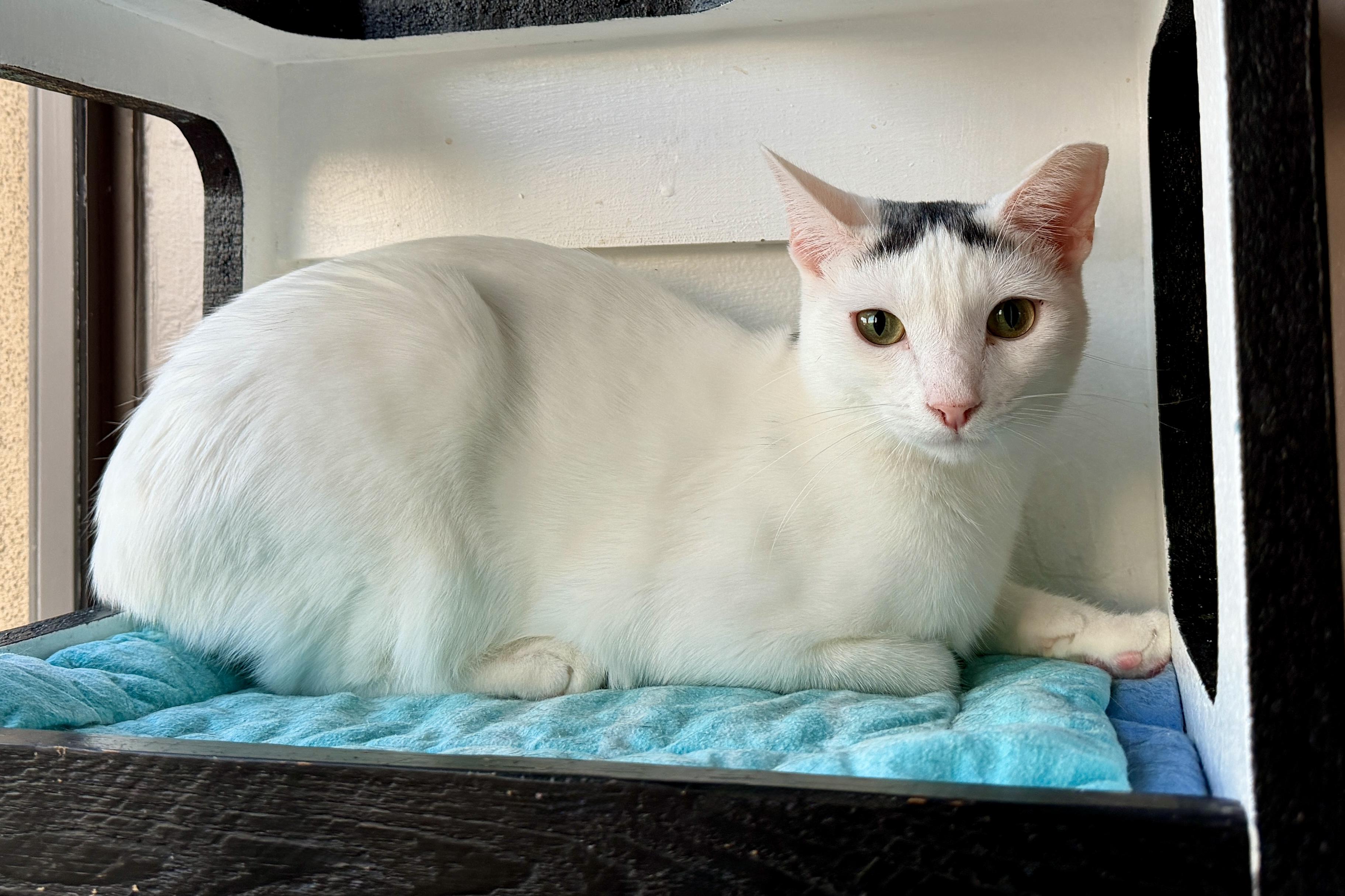 Snowcone, a Adoptable Domestic Short Hair in Fountain Hills, AZ image 2/5