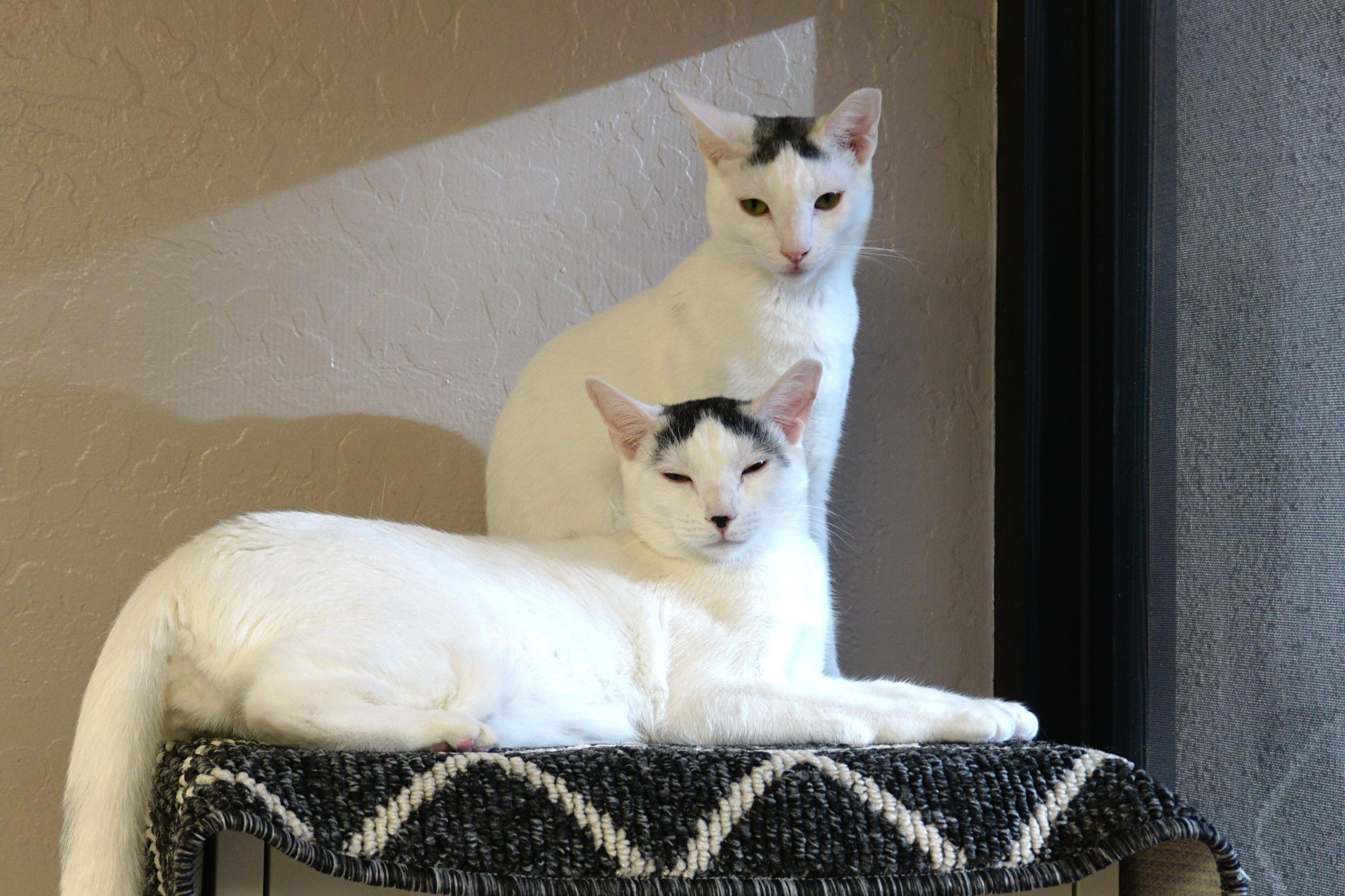 Enlarge Snowcone, a Adoptable Domestic Short Hair in Fountain Hills, AZ image 3/6