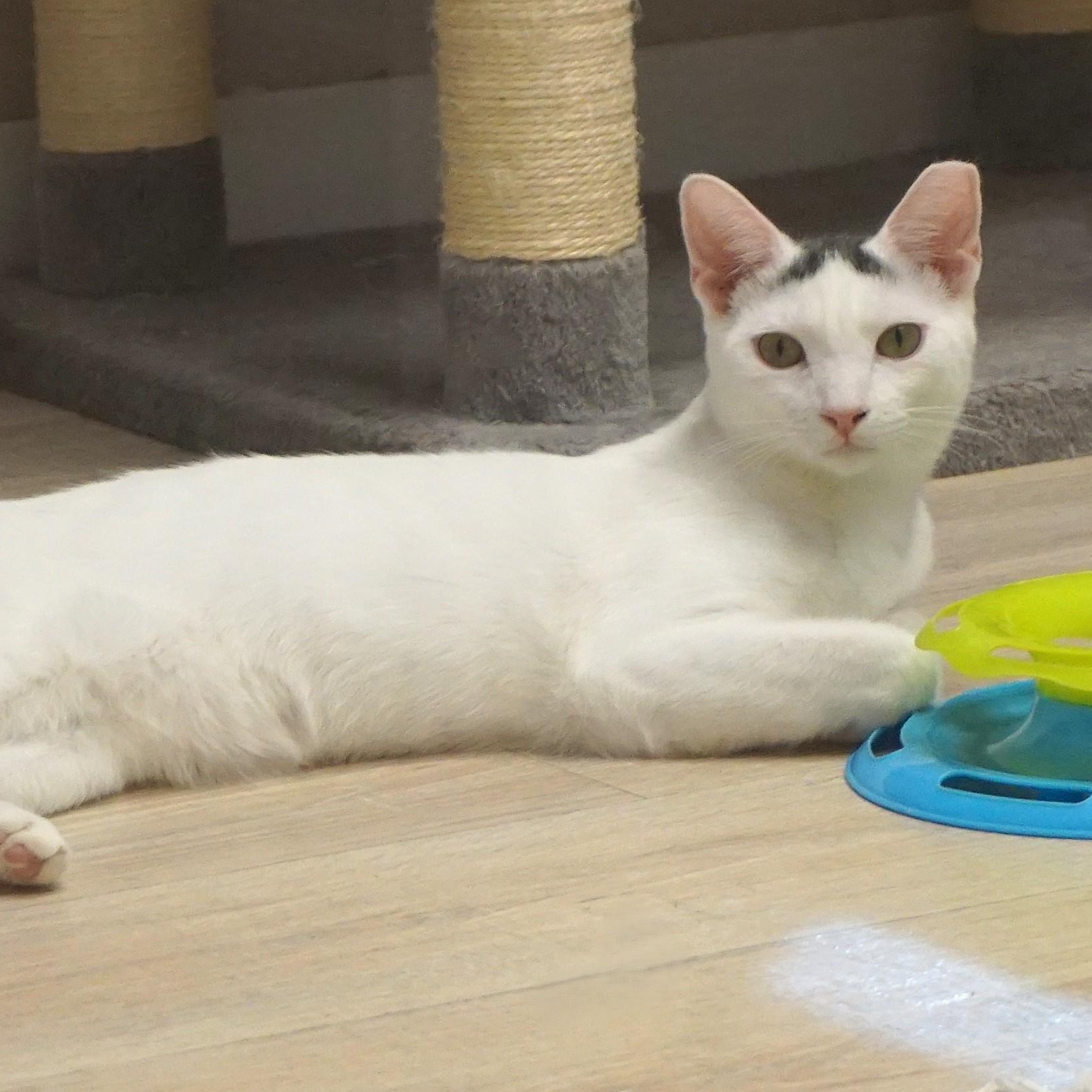 Snowcone, a Adoptable Domestic Short Hair in Fountain Hills, AZ image 2/5