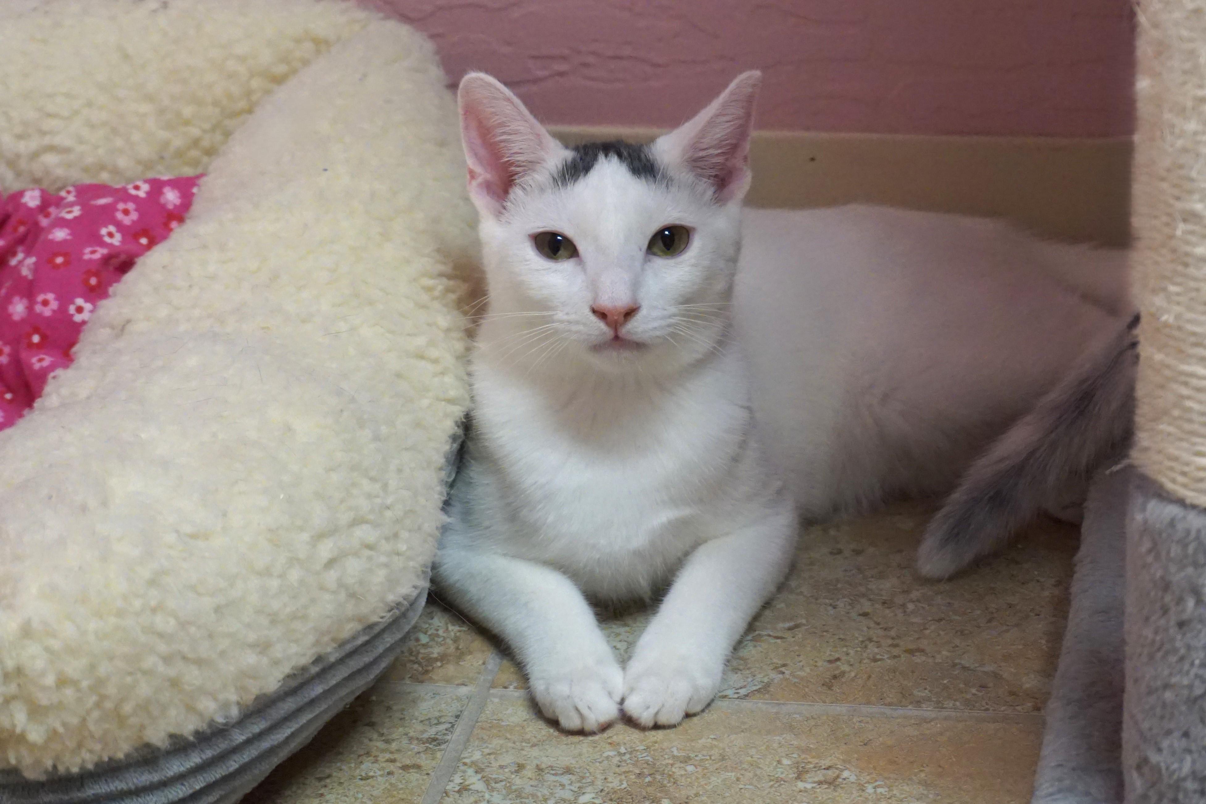 Snowcone, Adoptable, Young Male Domestic Short Hair.