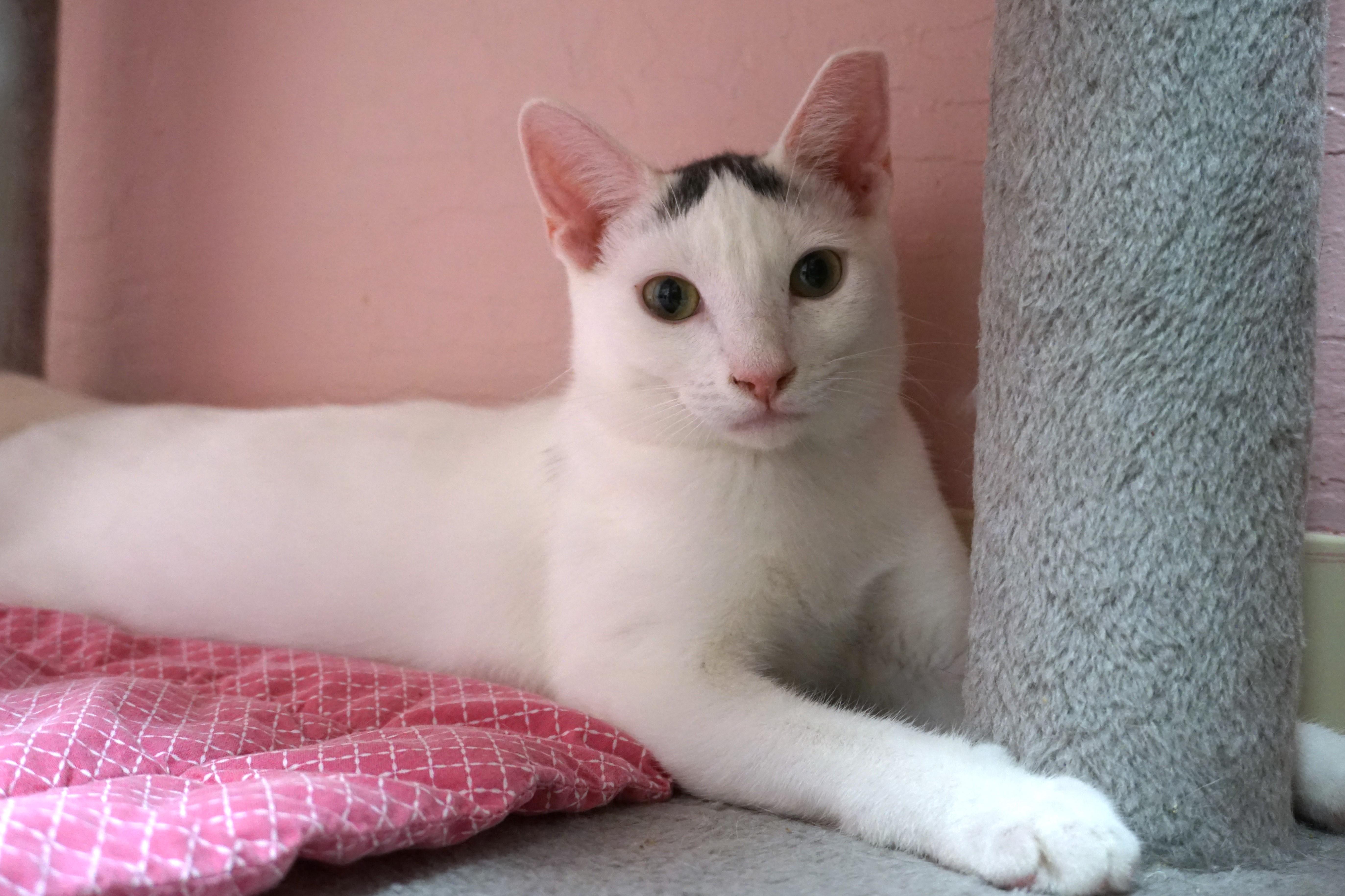 Snowcone, a Adoptable Domestic Short Hair in Fountain Hills, AZ image 3/5