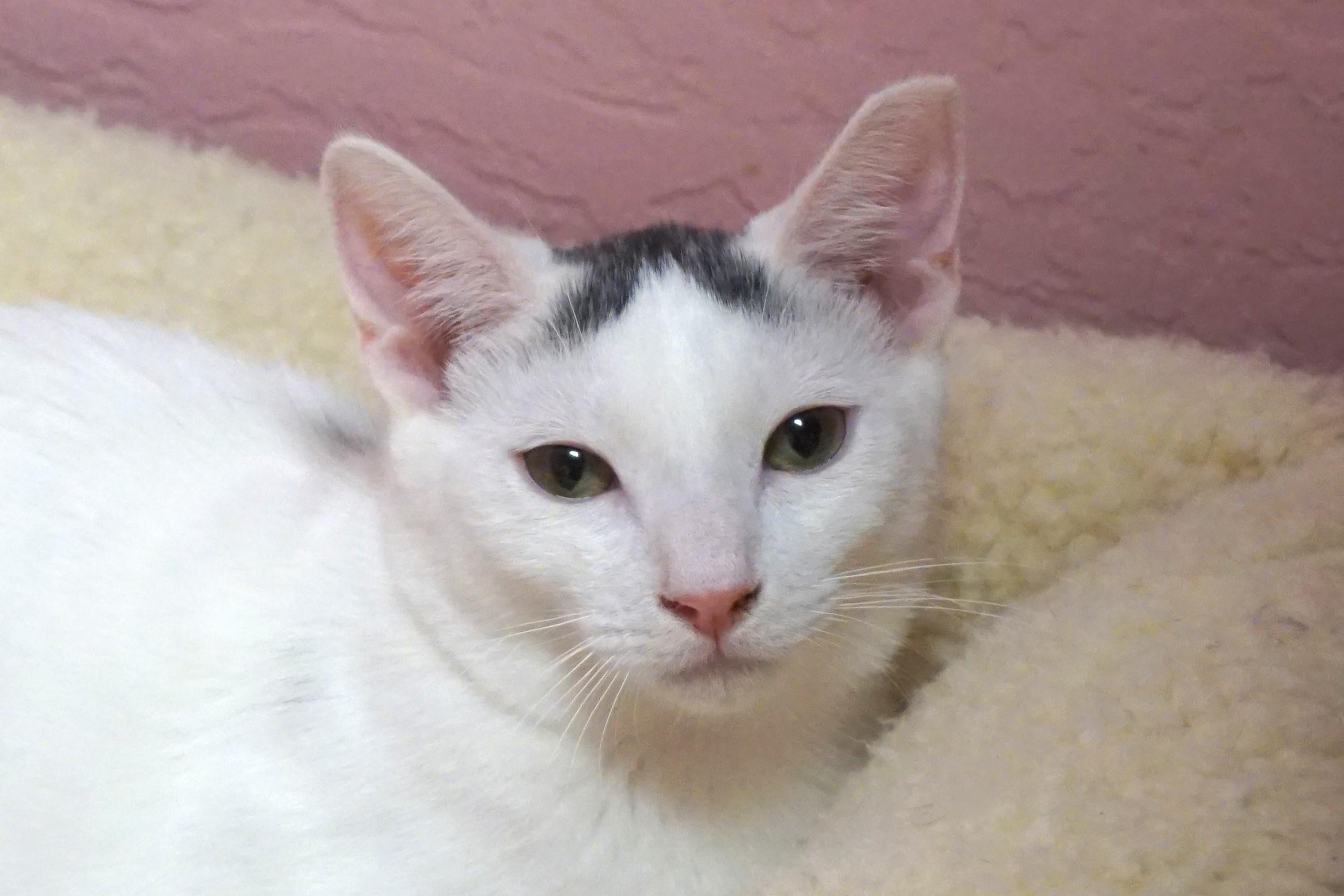 Snowcone, a Adoptable Domestic Short Hair in Fountain Hills, AZ image 4/5
