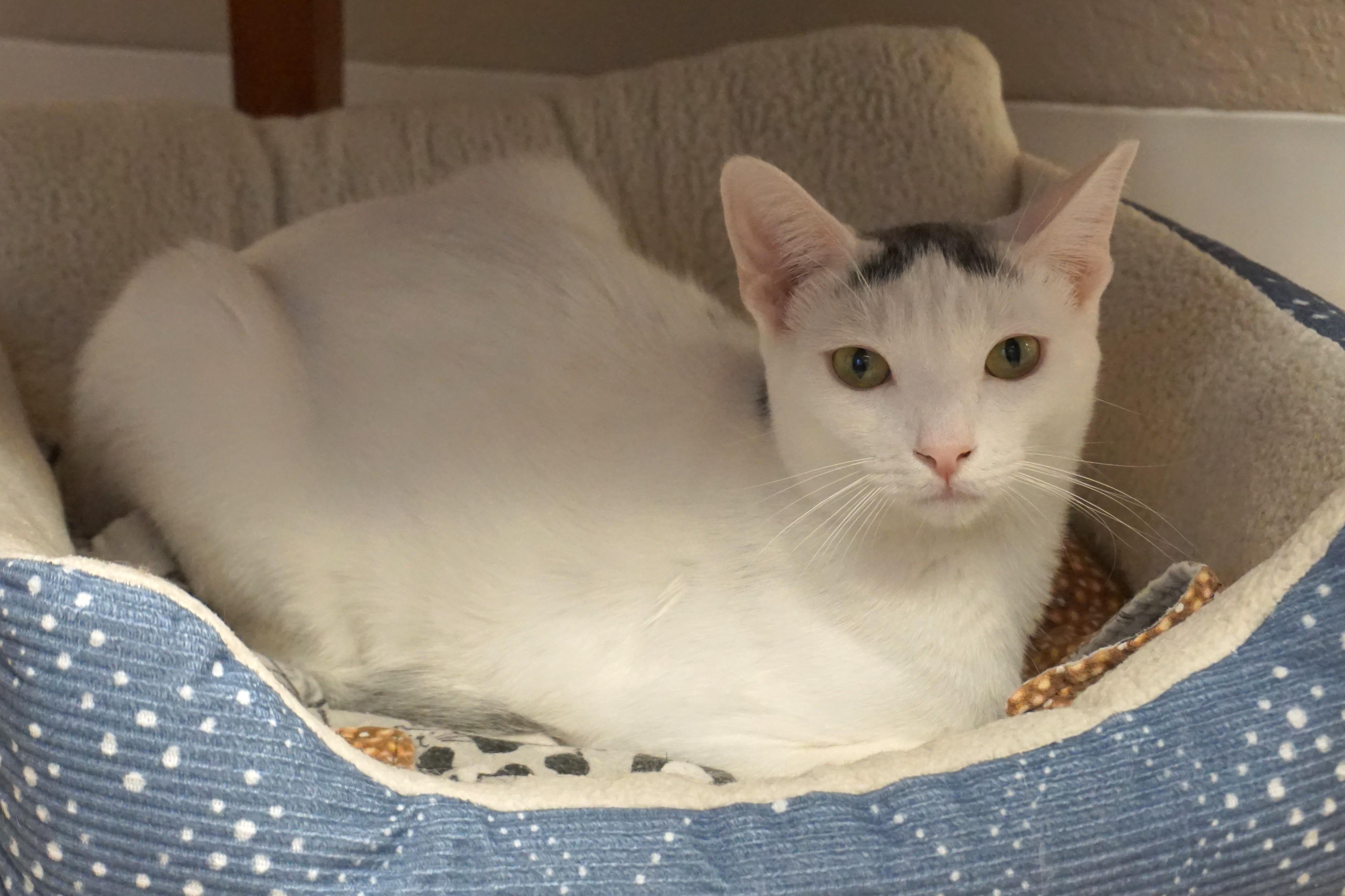 Snowcone, Adoptable, Young Male Domestic Short Hair.