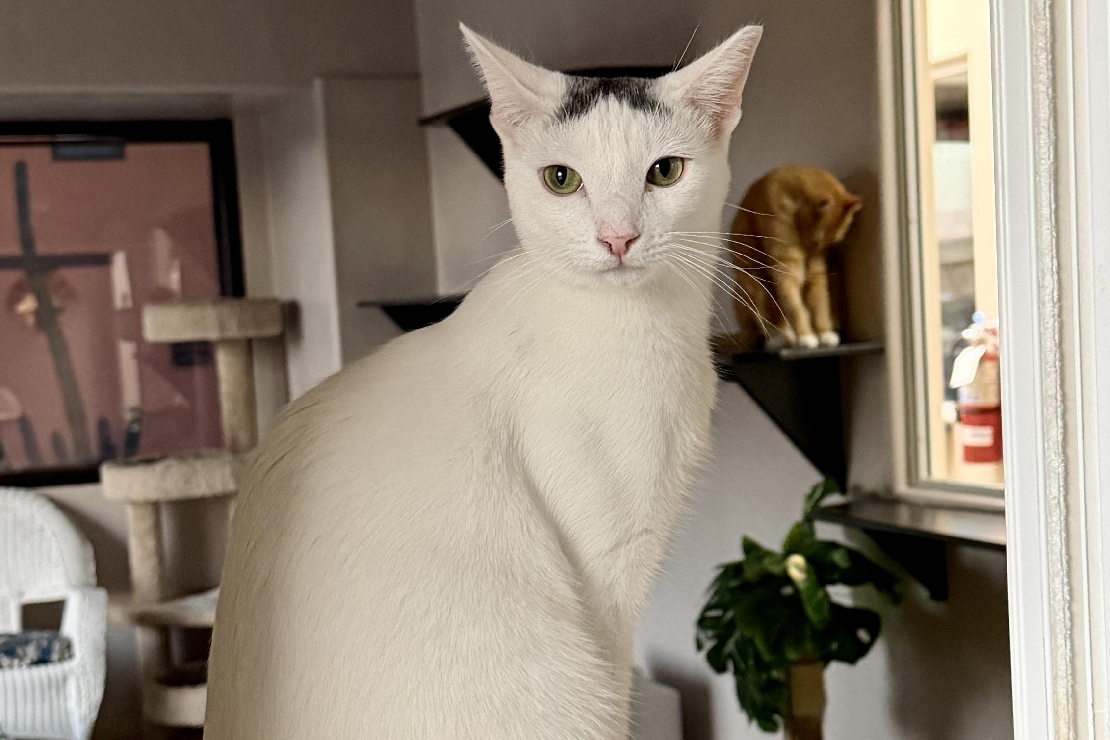 Snowcone, a Adoptable Domestic Short Hair in Fountain Hills, AZ image 1/5