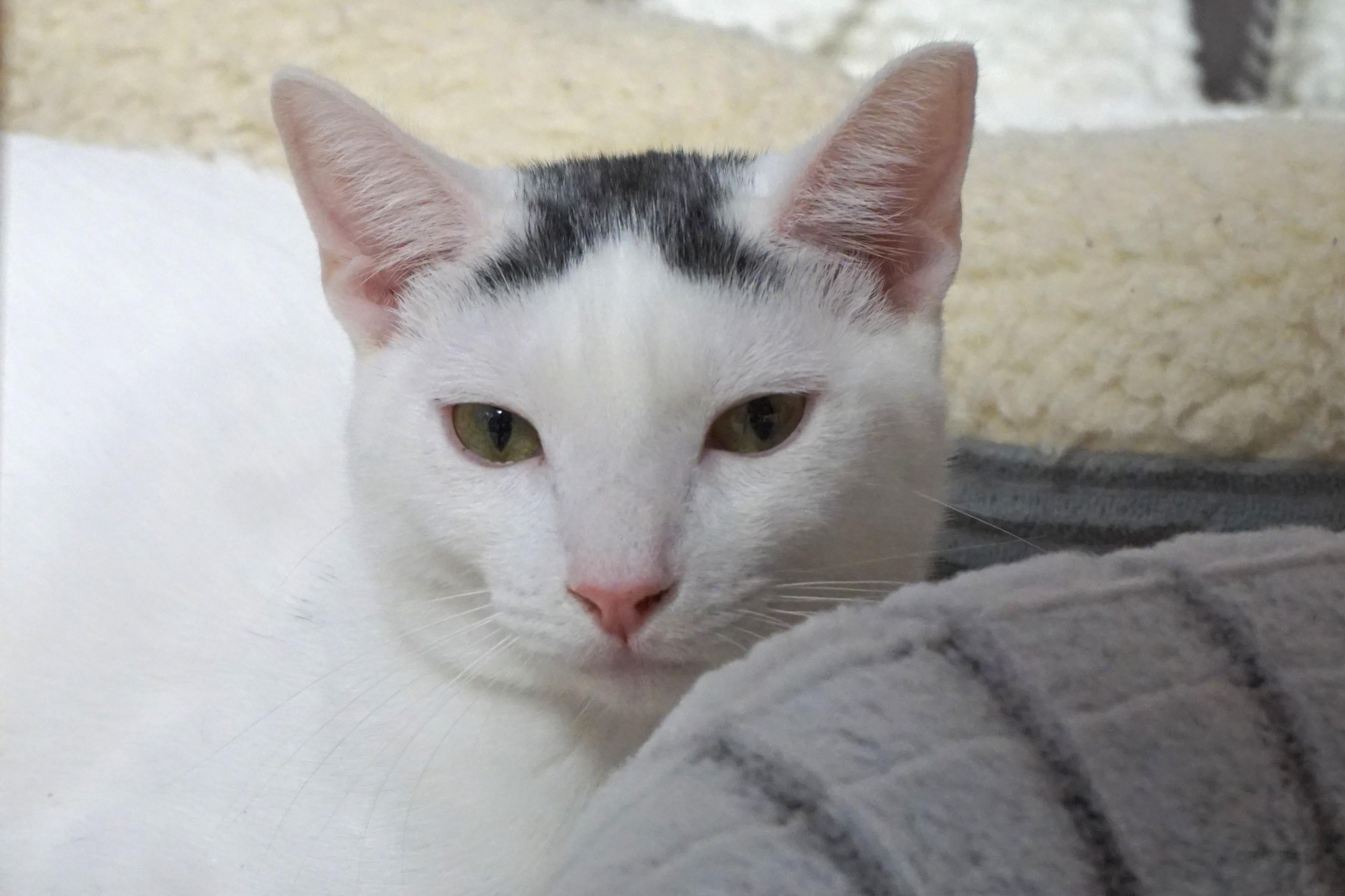 Enlarge Snowcone, a Adoptable Domestic Short Hair in Fountain Hills, AZ image 5/6