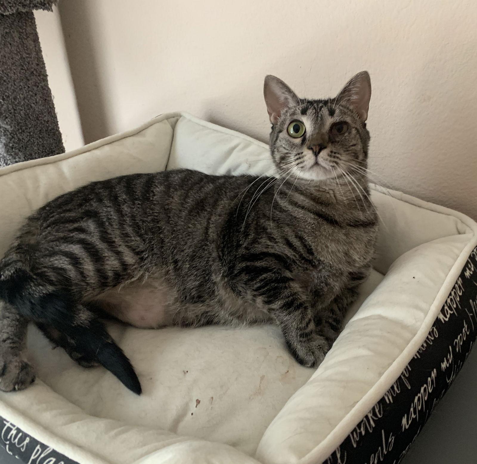 Romi, Adoptable, Adult Female Domestic Short Hair.