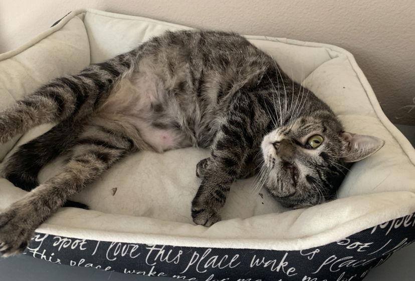 Romi, a Adoptable Domestic Short Hair in Cypress, TX image 3/3